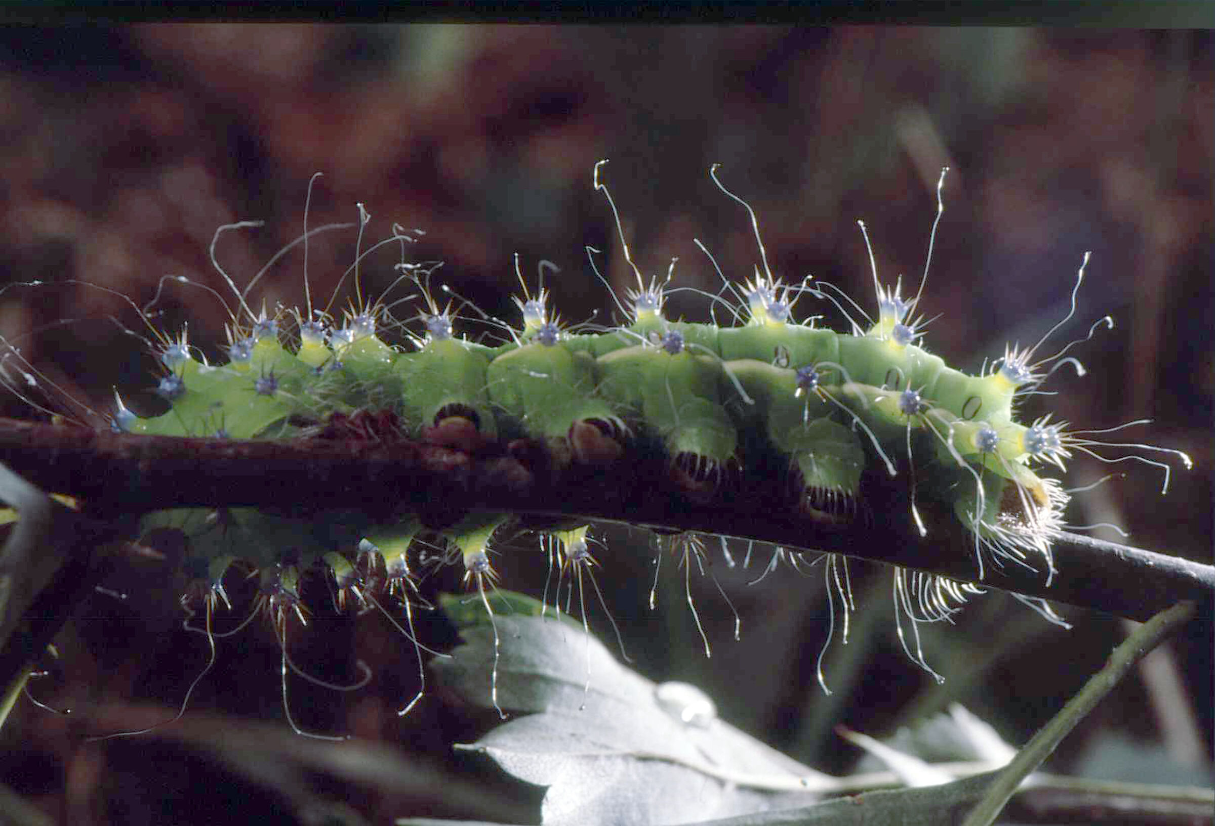 Caterpillar