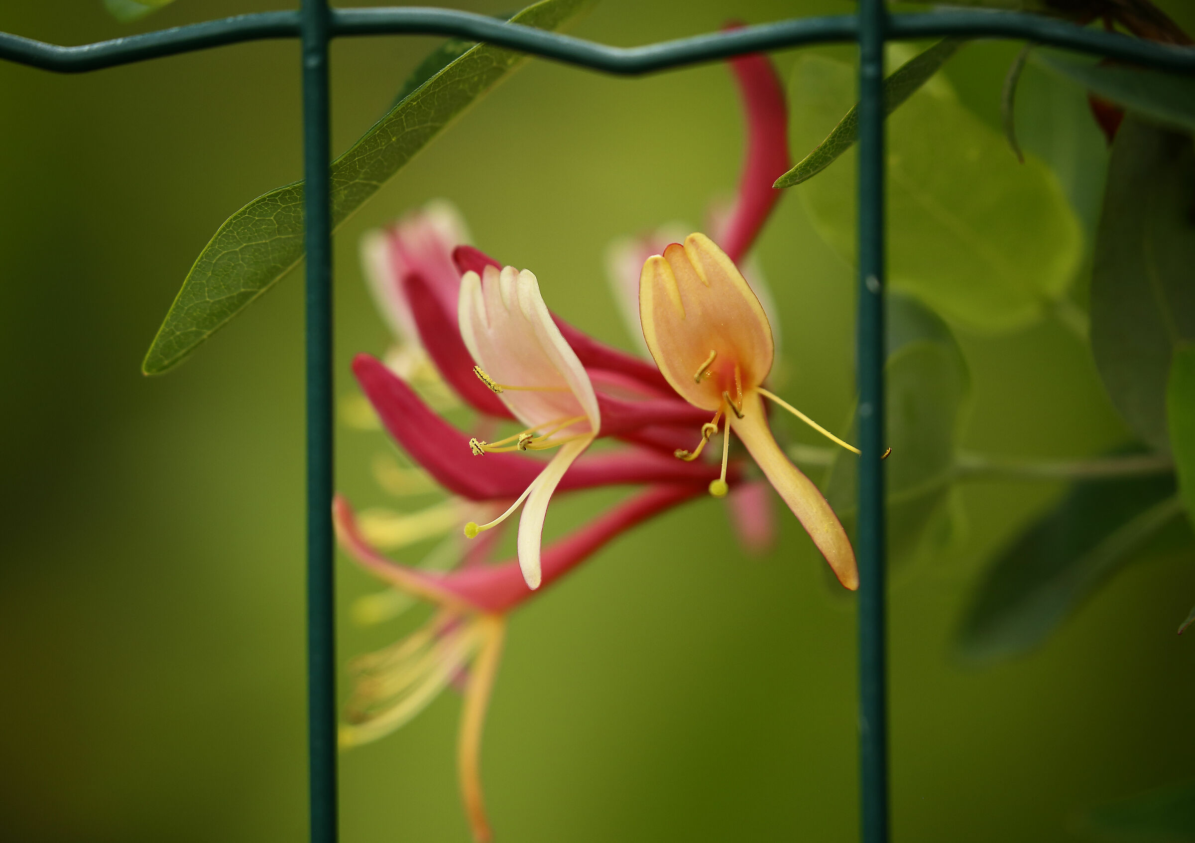 Honeysuckle