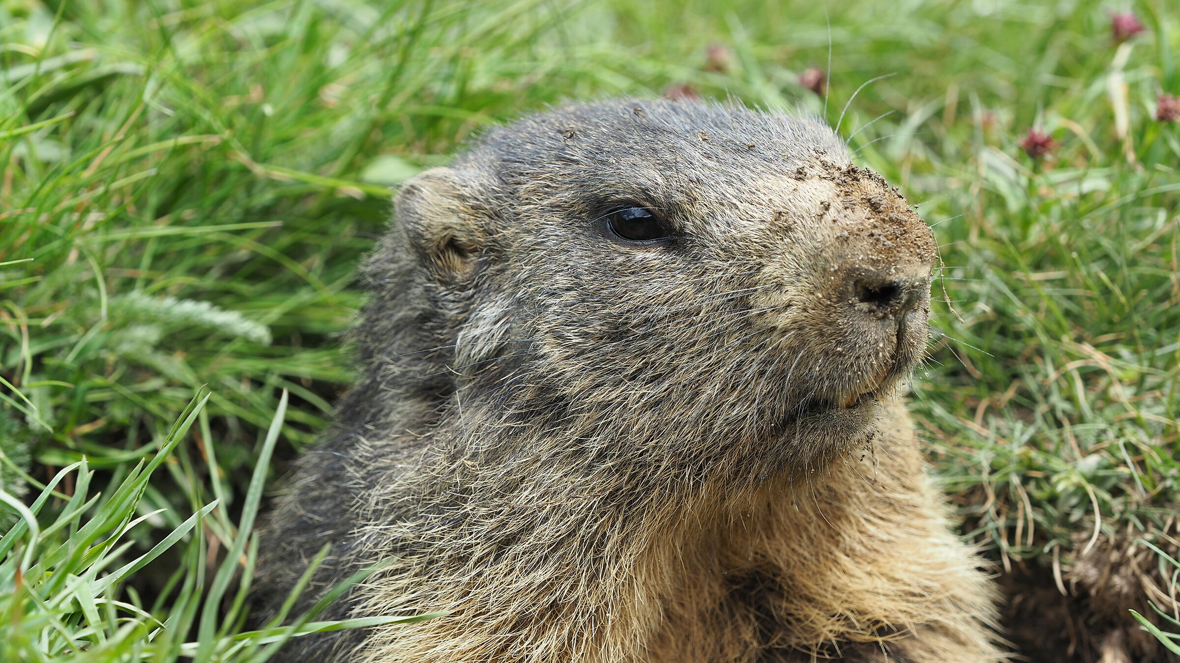 Marmot posing