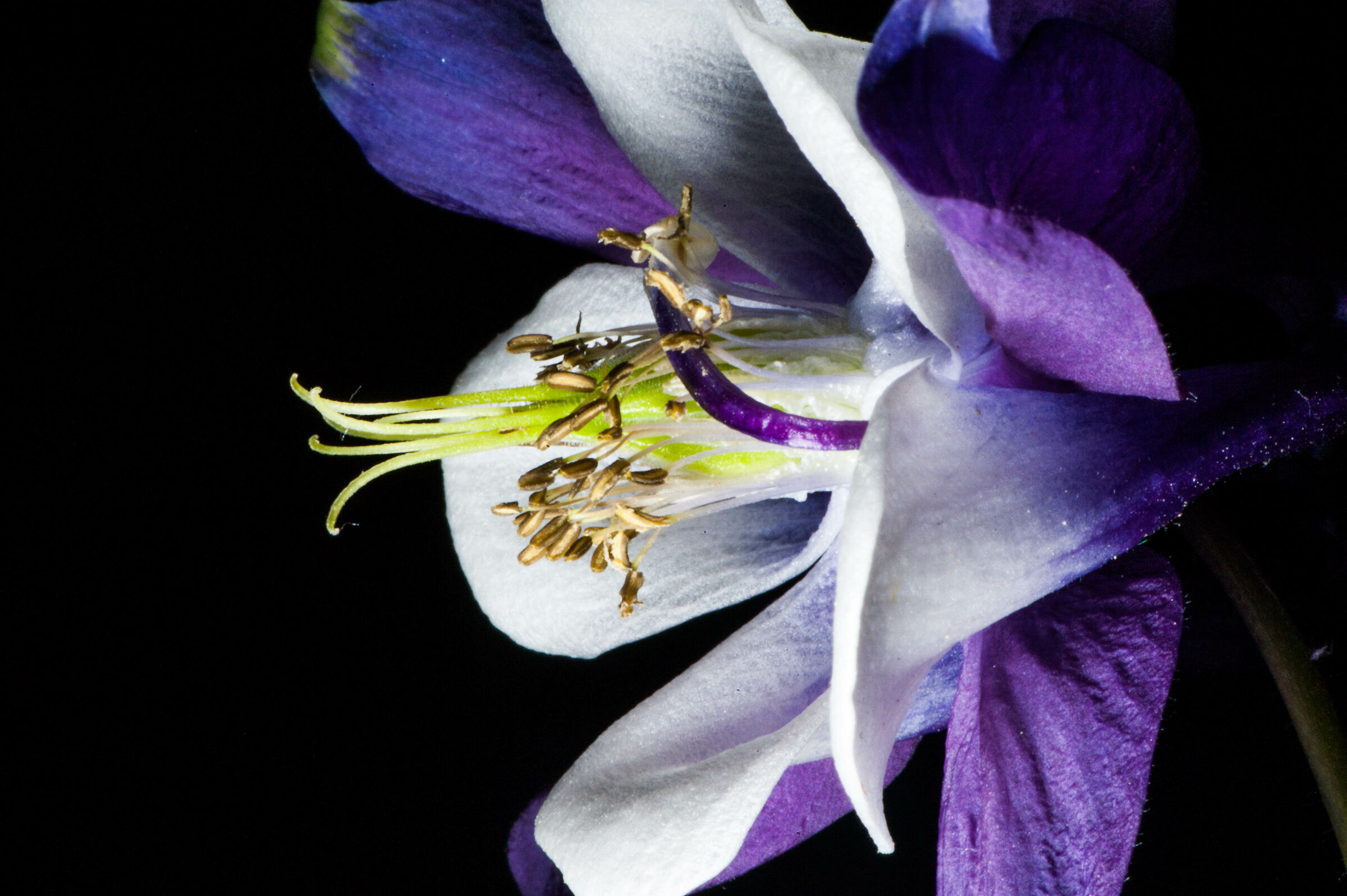 Aquilegia