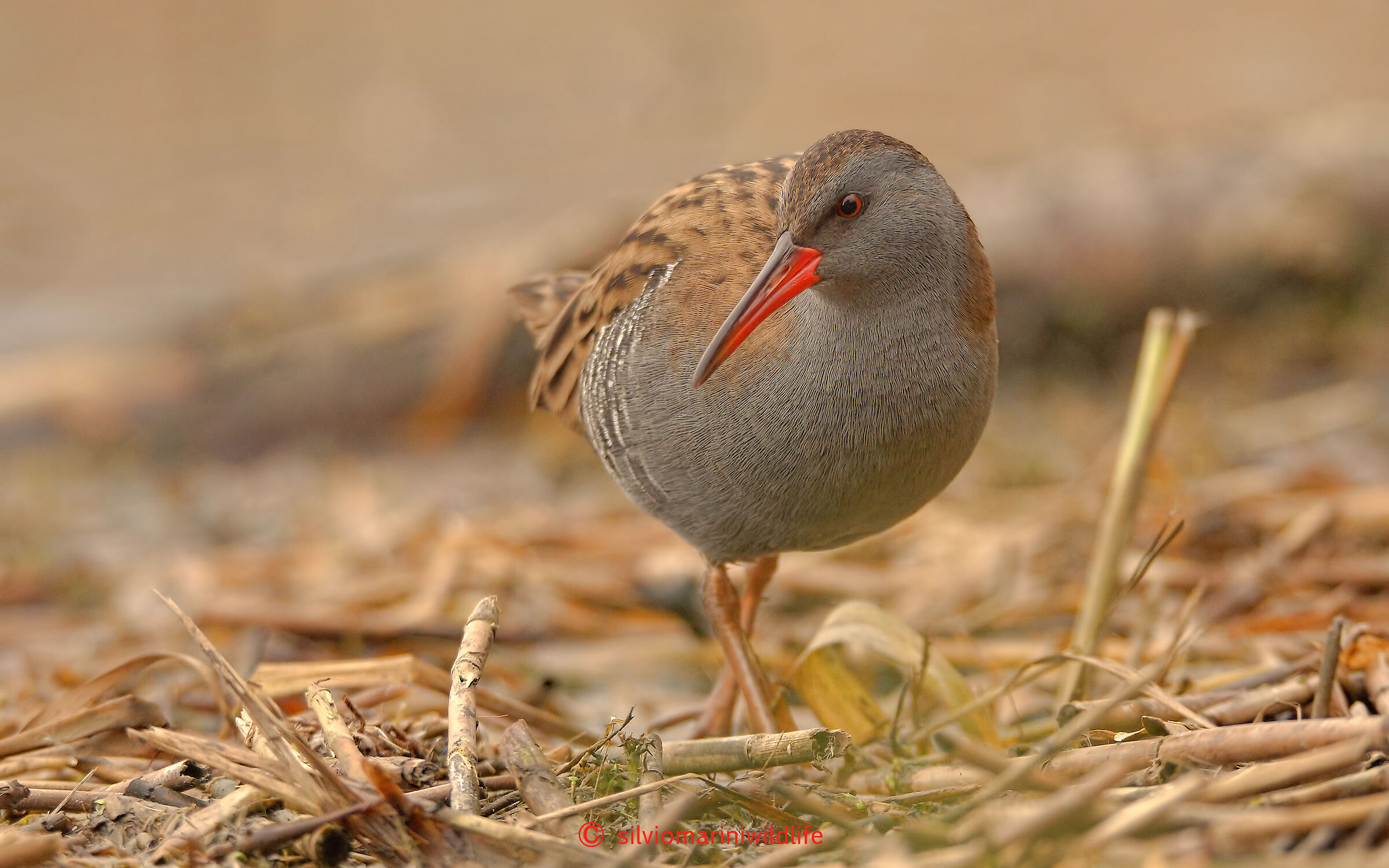 Porciglione (Rallus aquaticus)