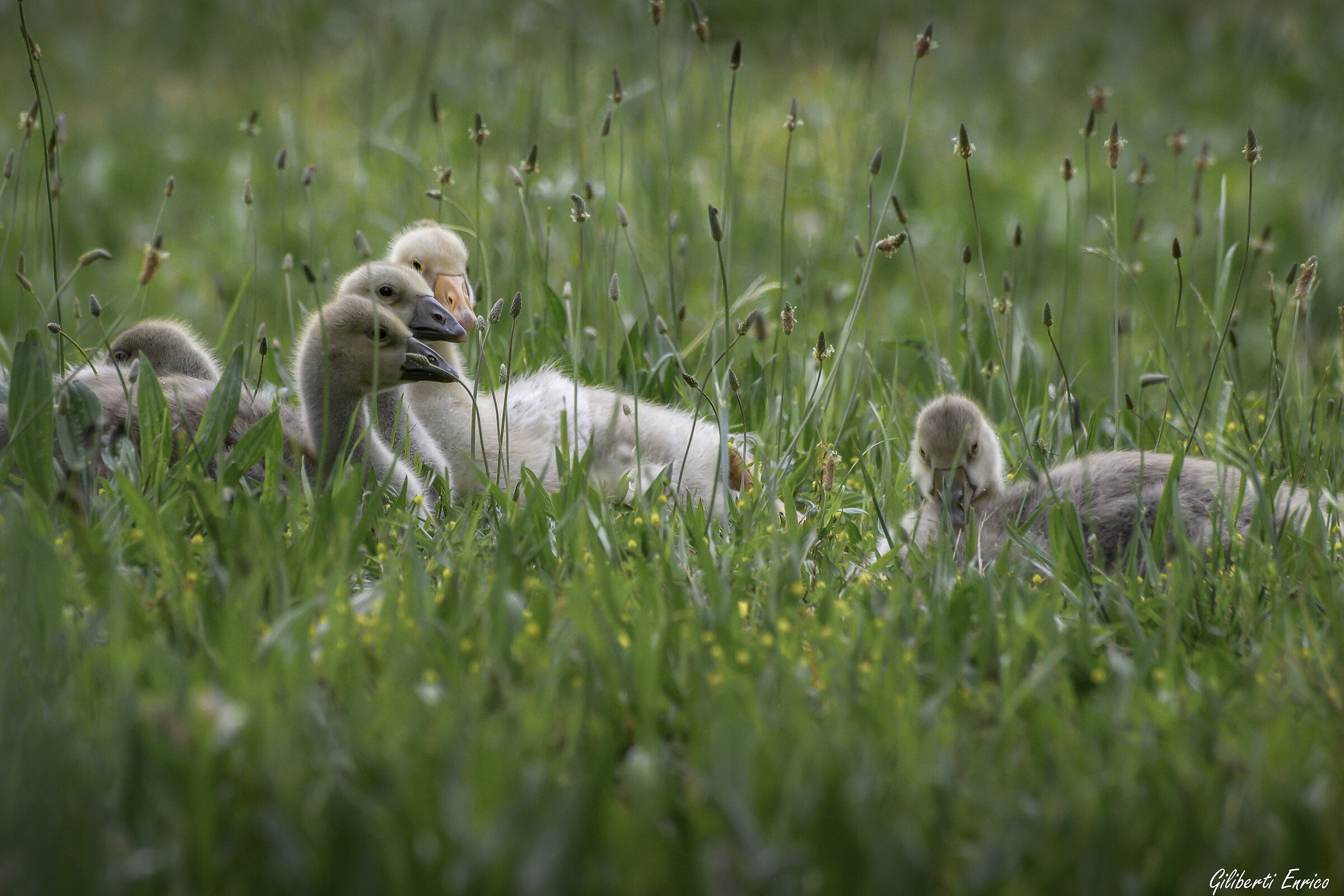 Piccoli oca selvatica