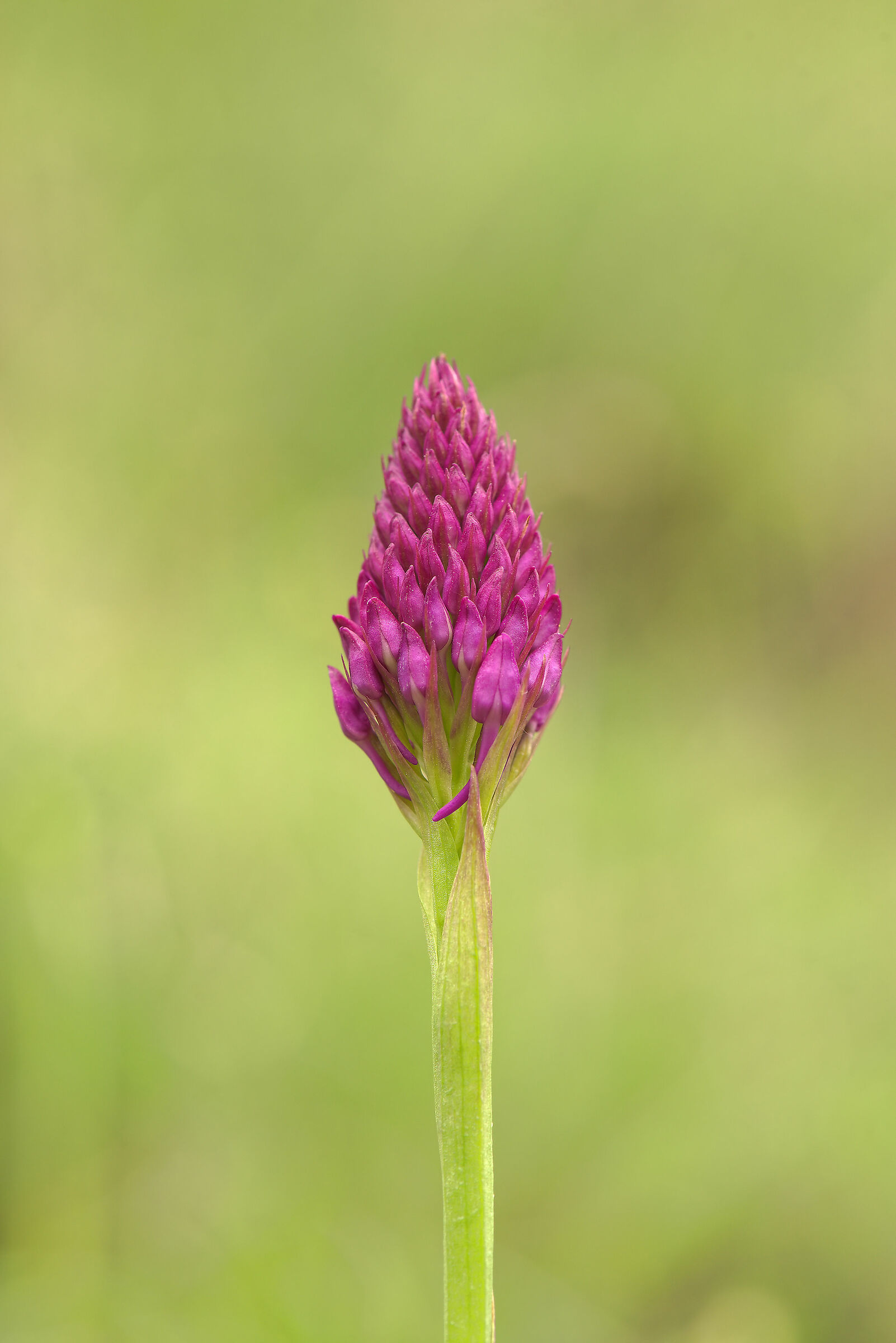 Orchidea in bocciolo