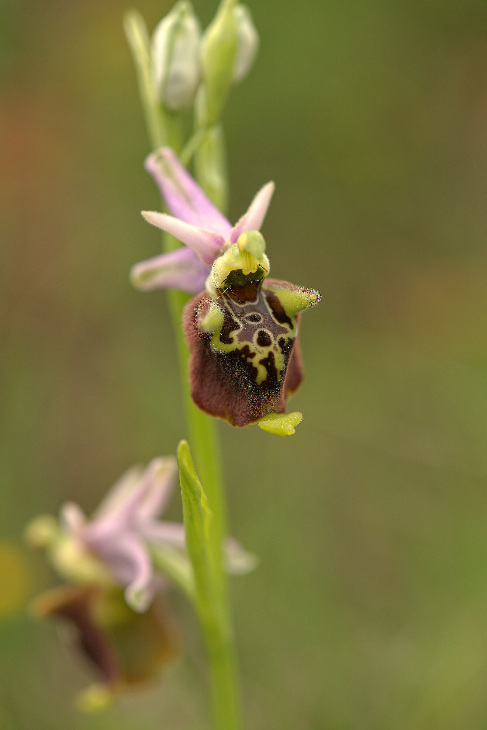 Ophrys holosericea subsp. dinarica