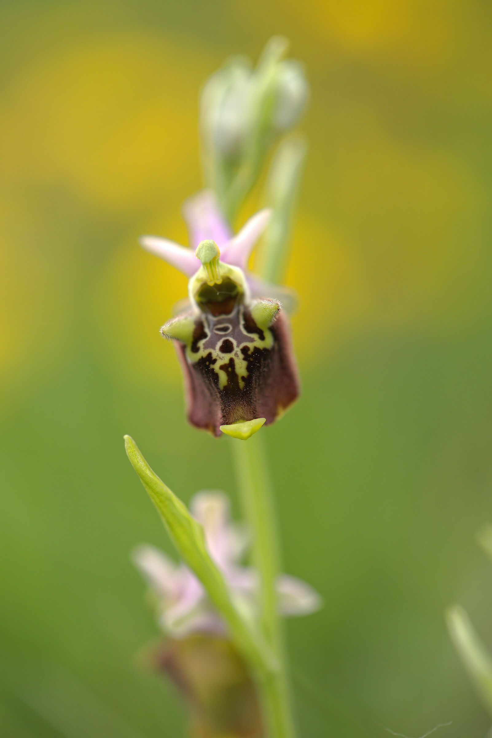 Ophrys holosericea subsp. dinarica