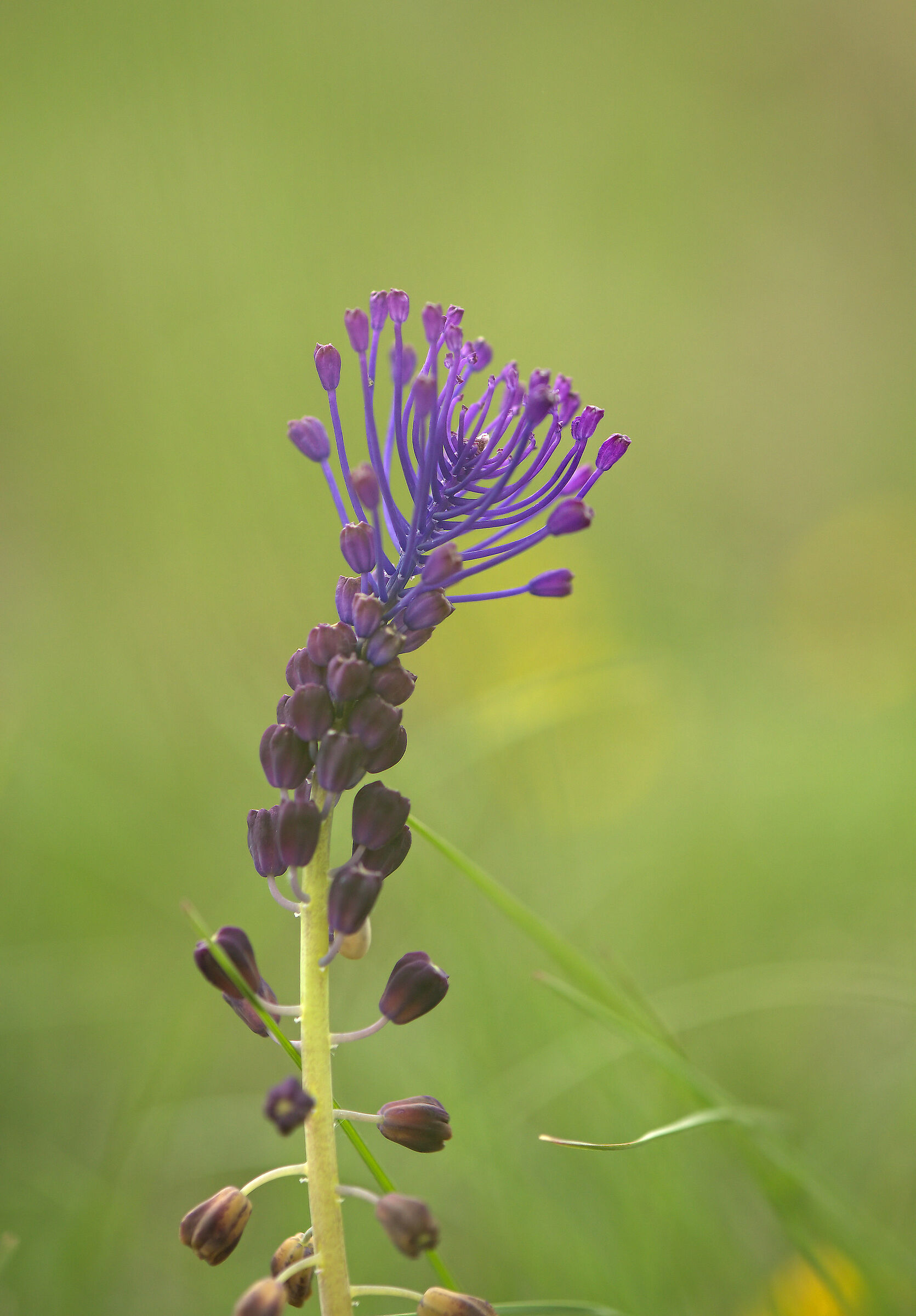 Inflorescence