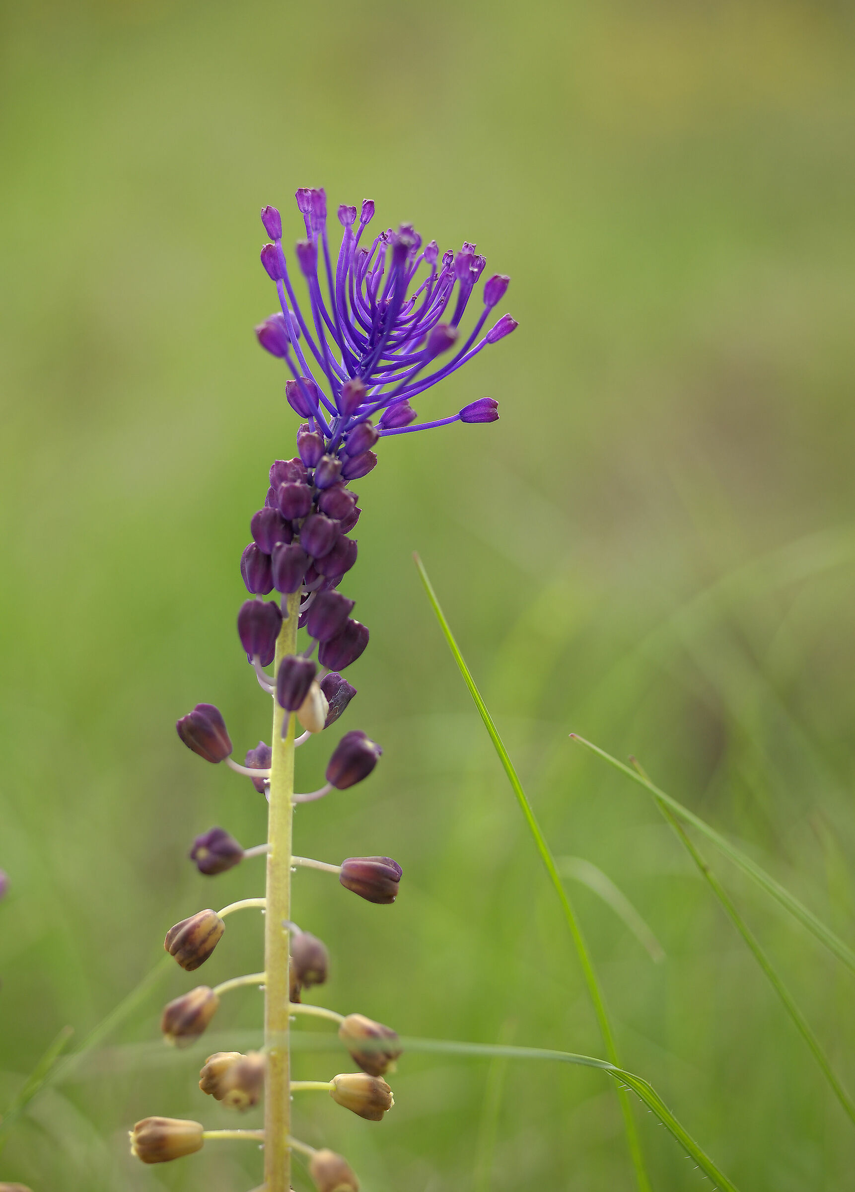 Inflorescence