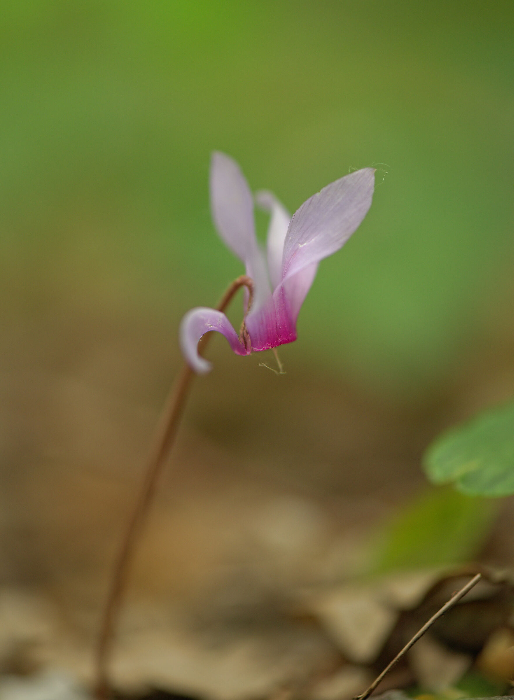 Cyclamen