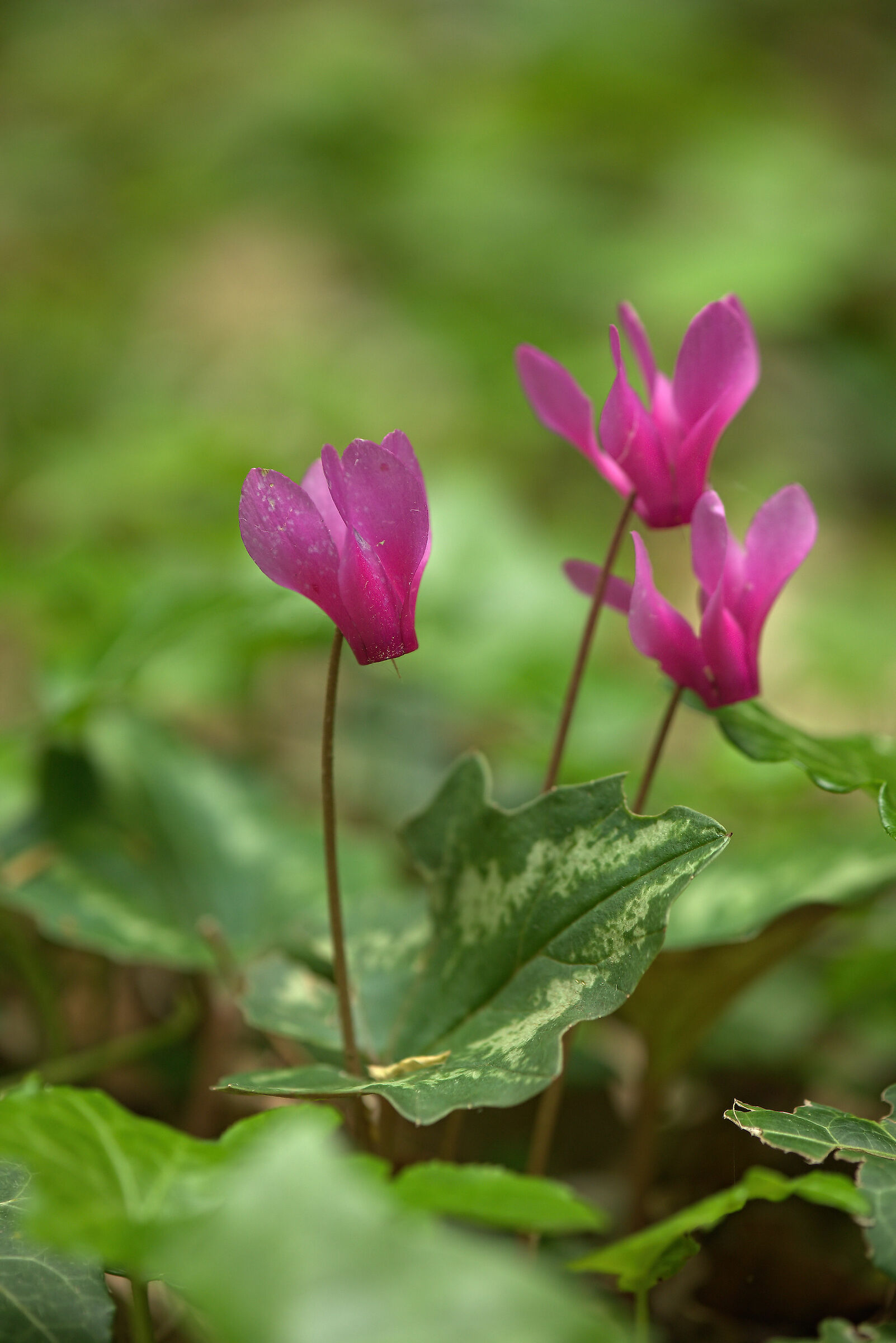 Cyclamen