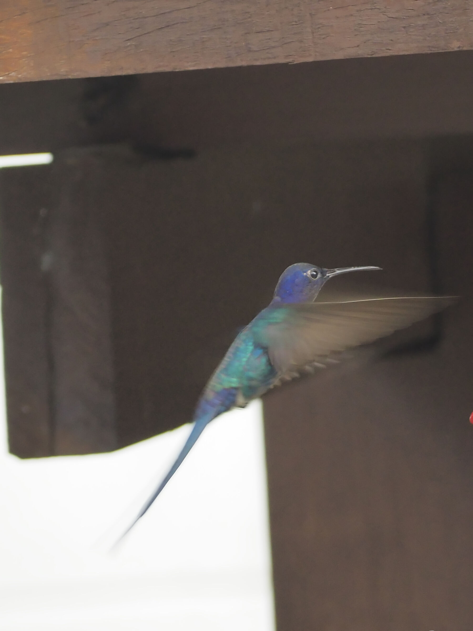 Colibri