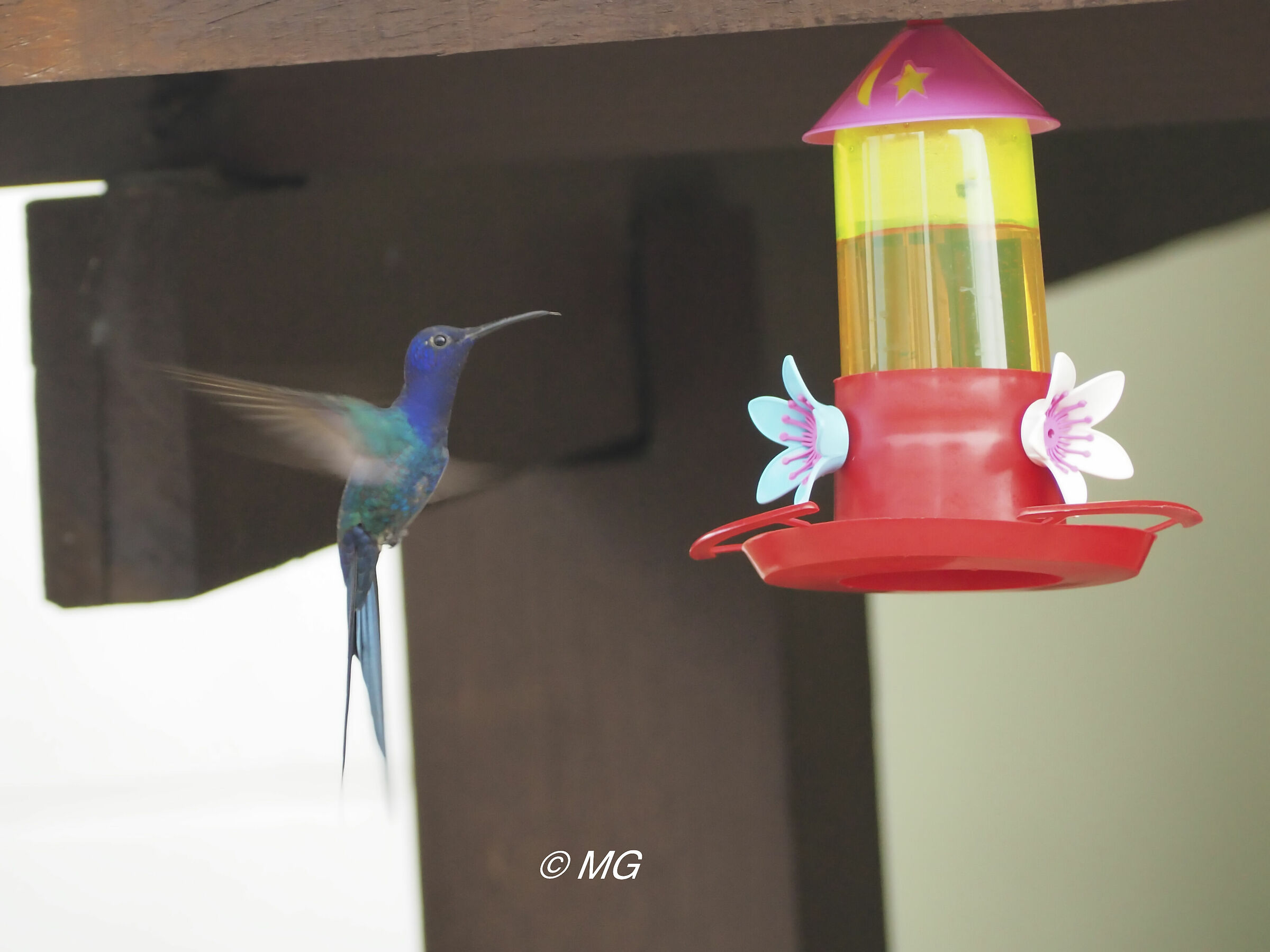 Colibri