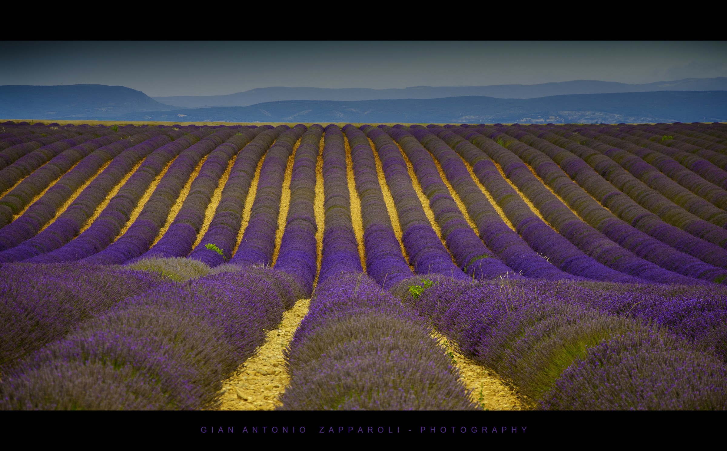Valensole - France