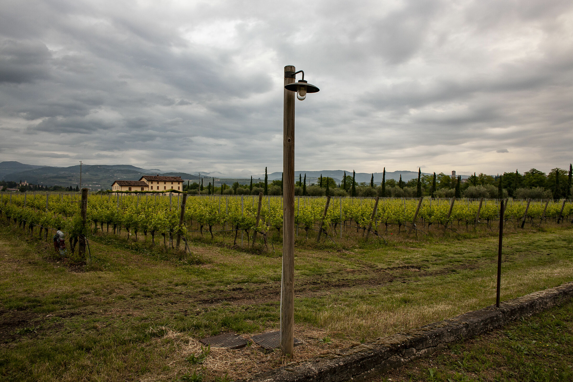 Lamp of the vineyards