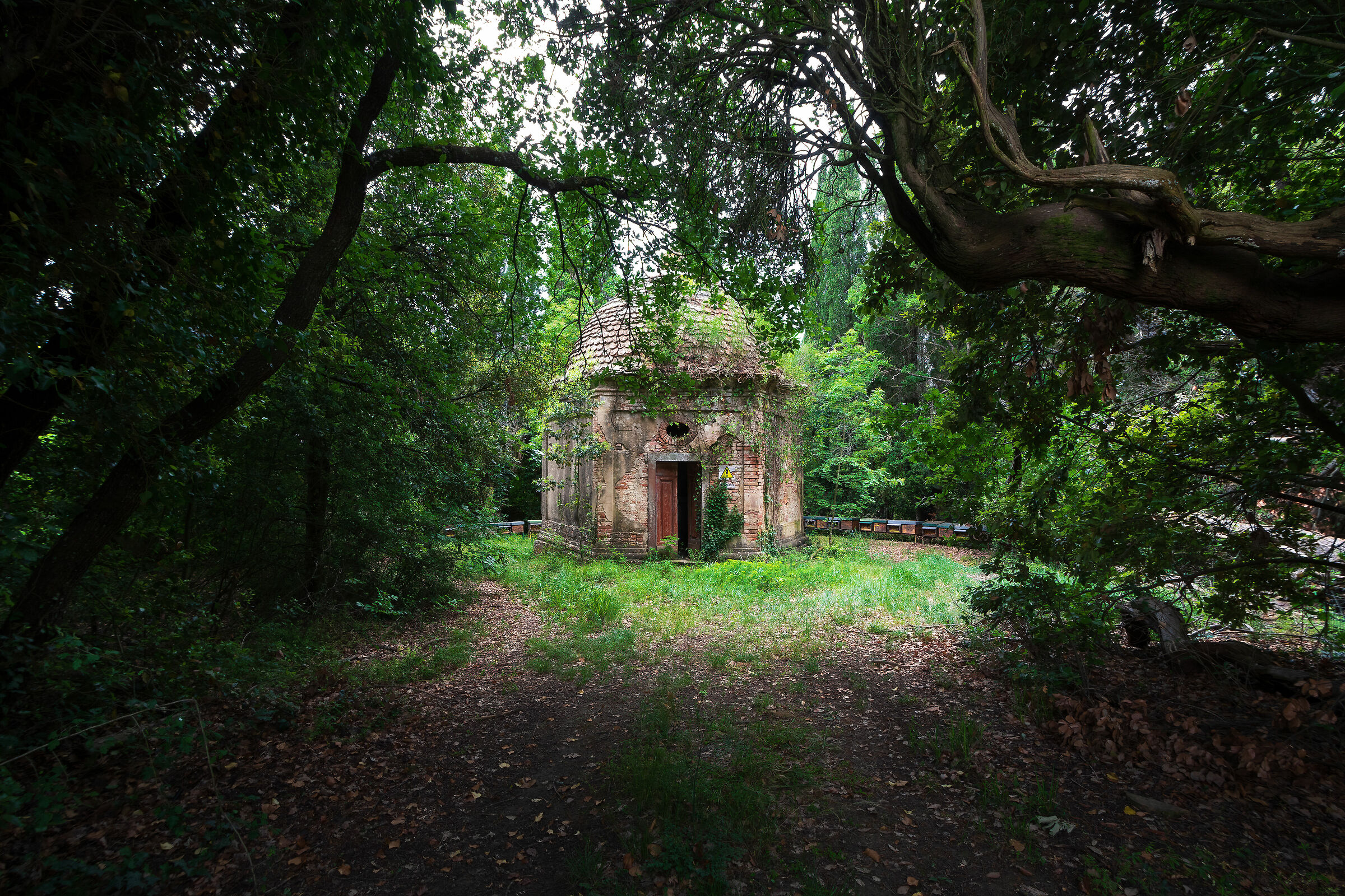 Celata dal bosco