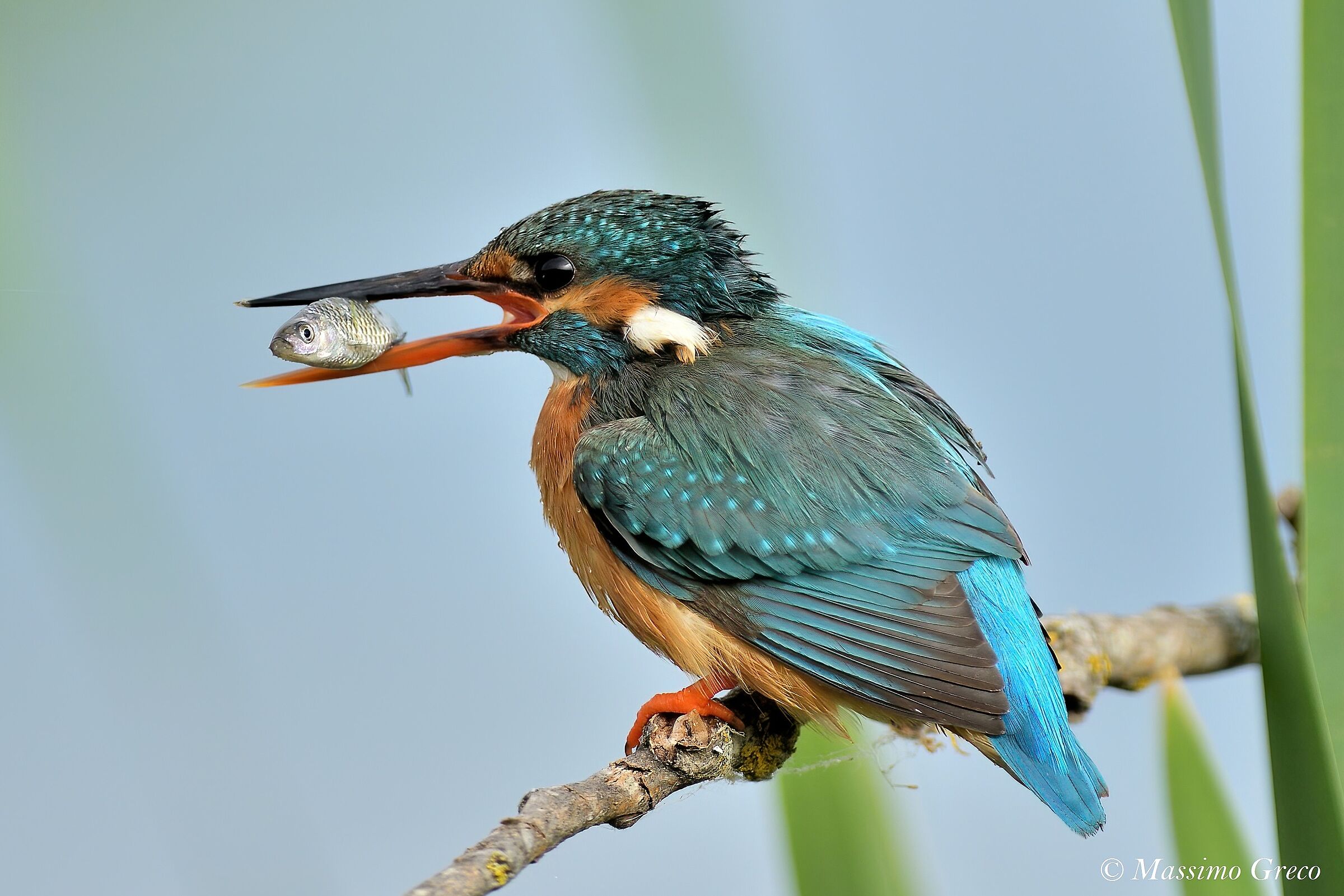Kingfisher