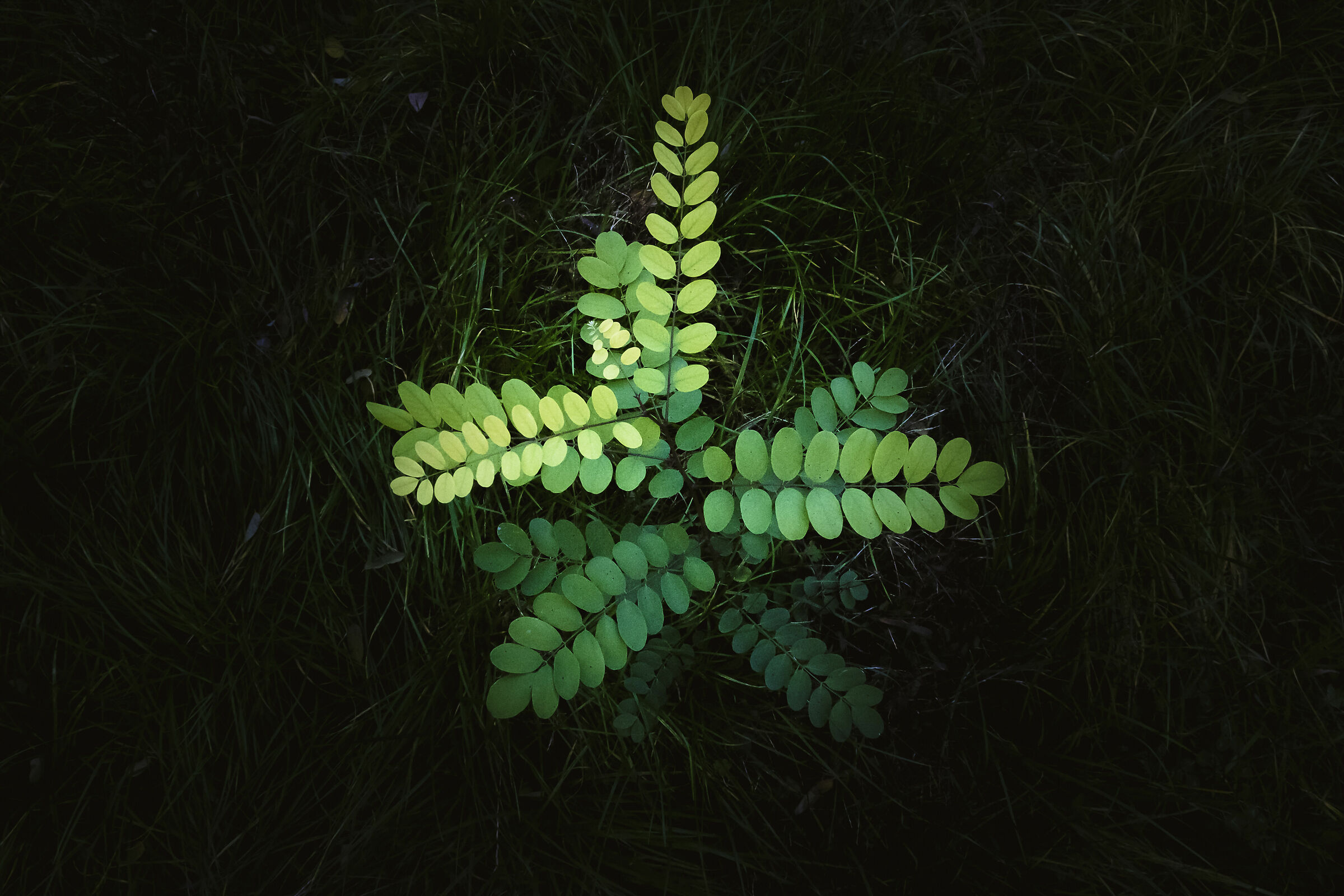 50 shades of green