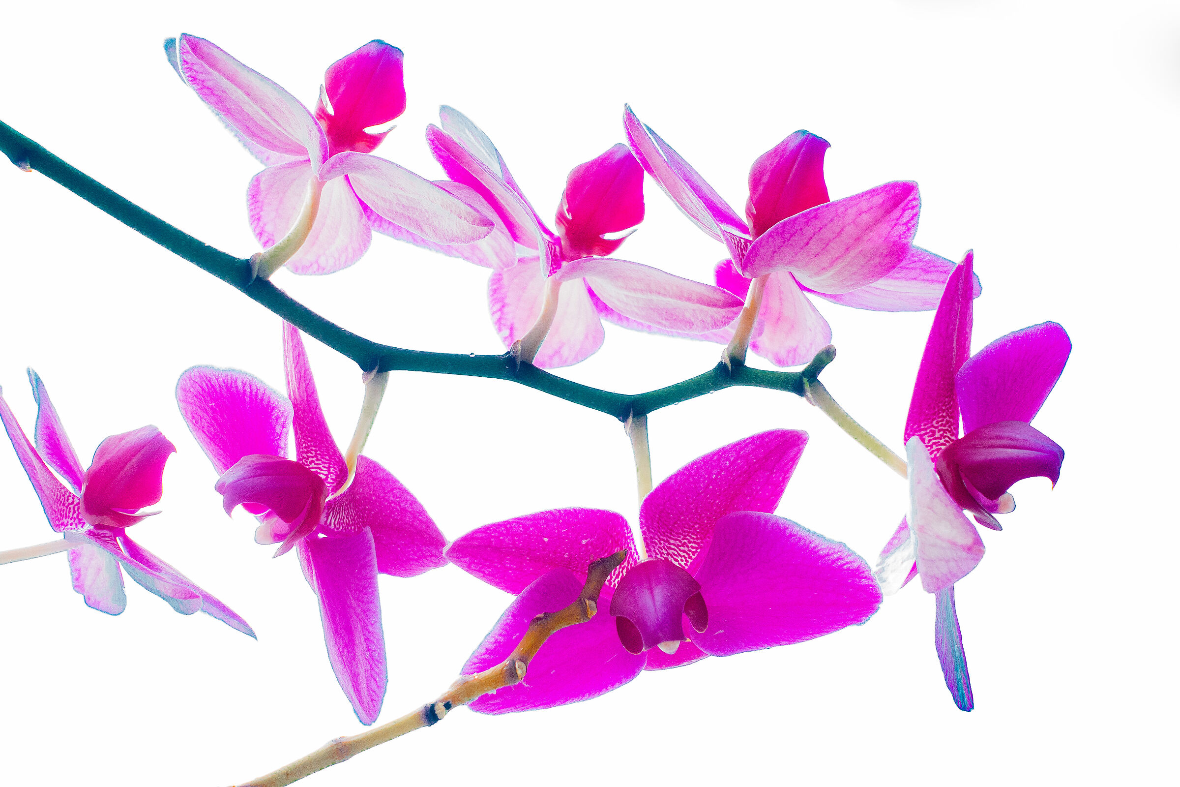 Orchids 01