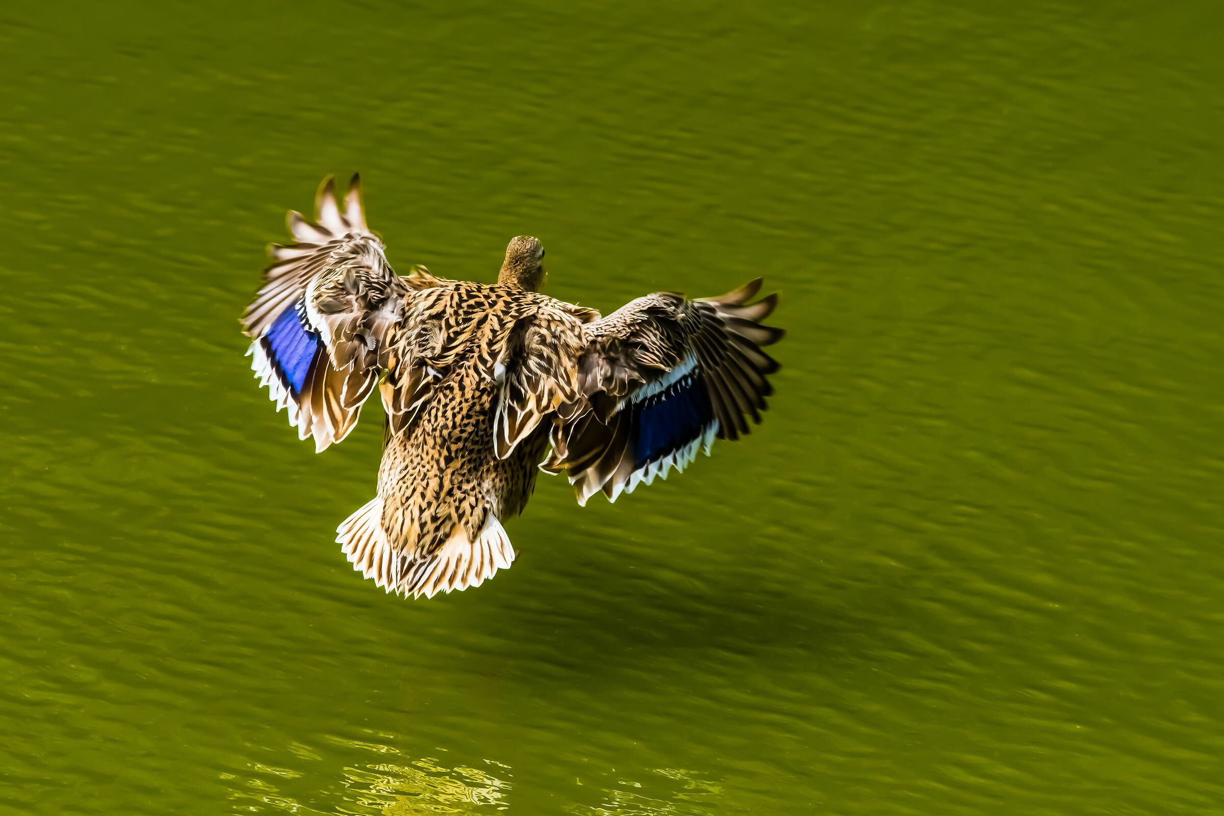 Mallard