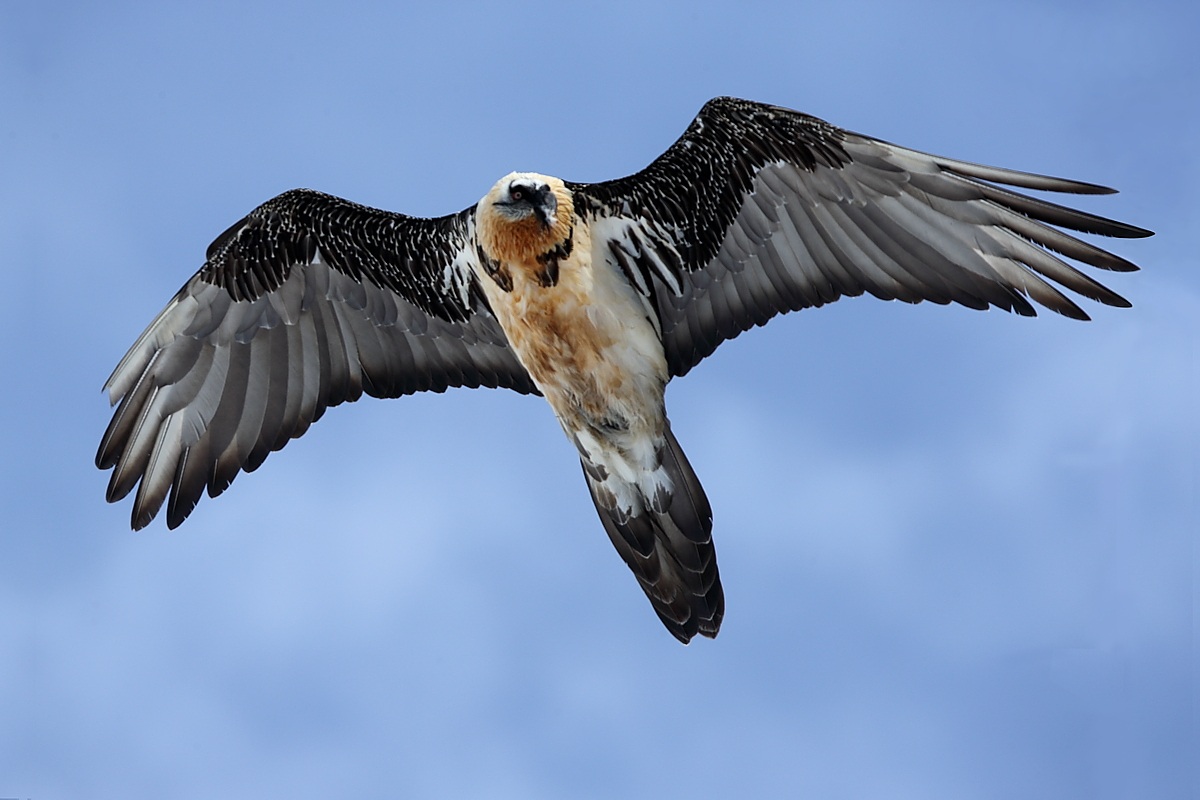 Bearded Vulture