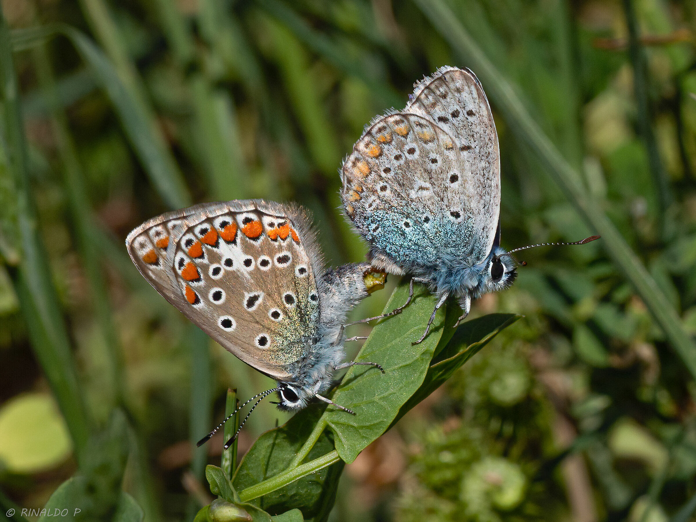 Polyommatus icarus