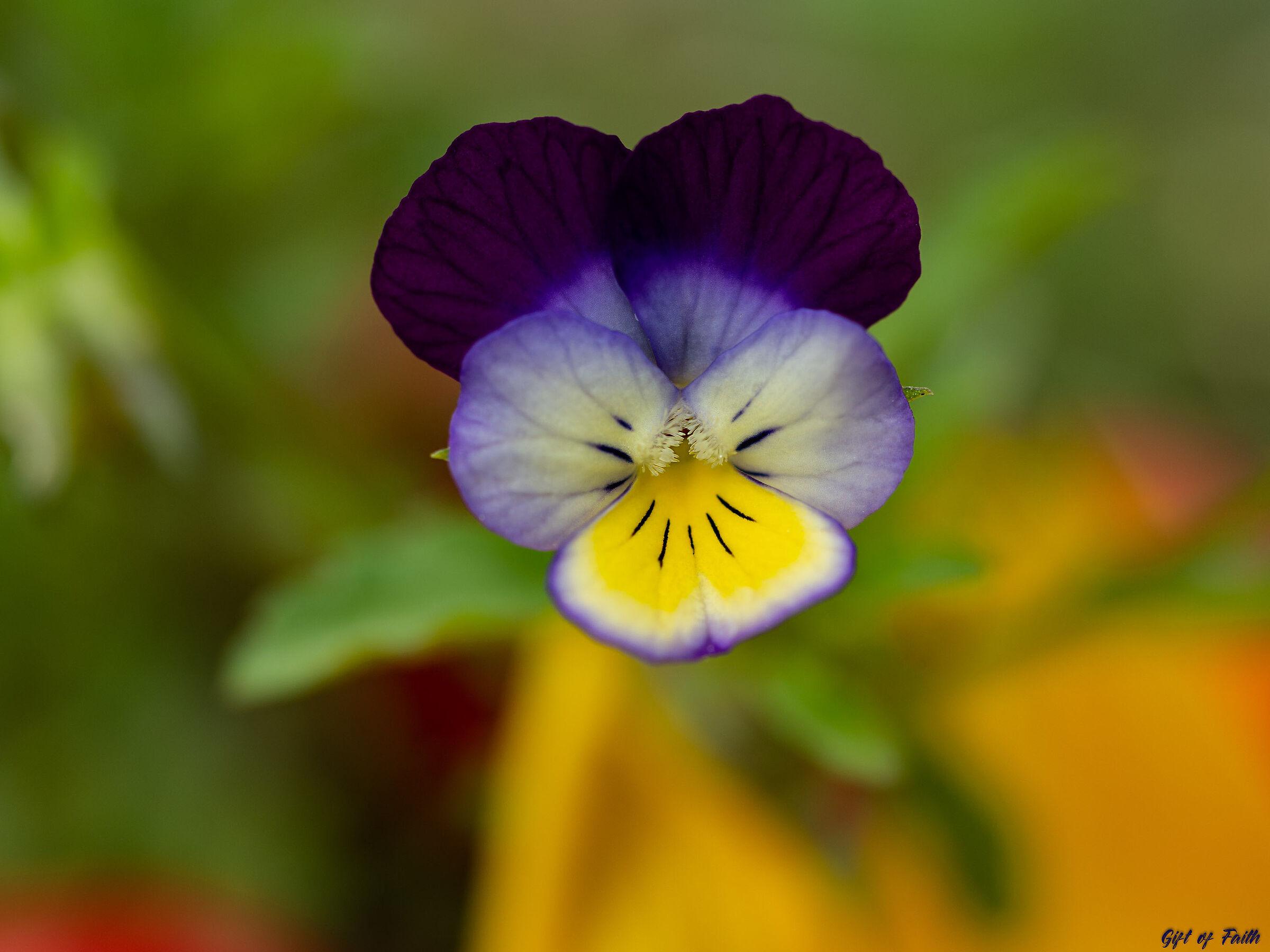 z u i k o and the Violet smile