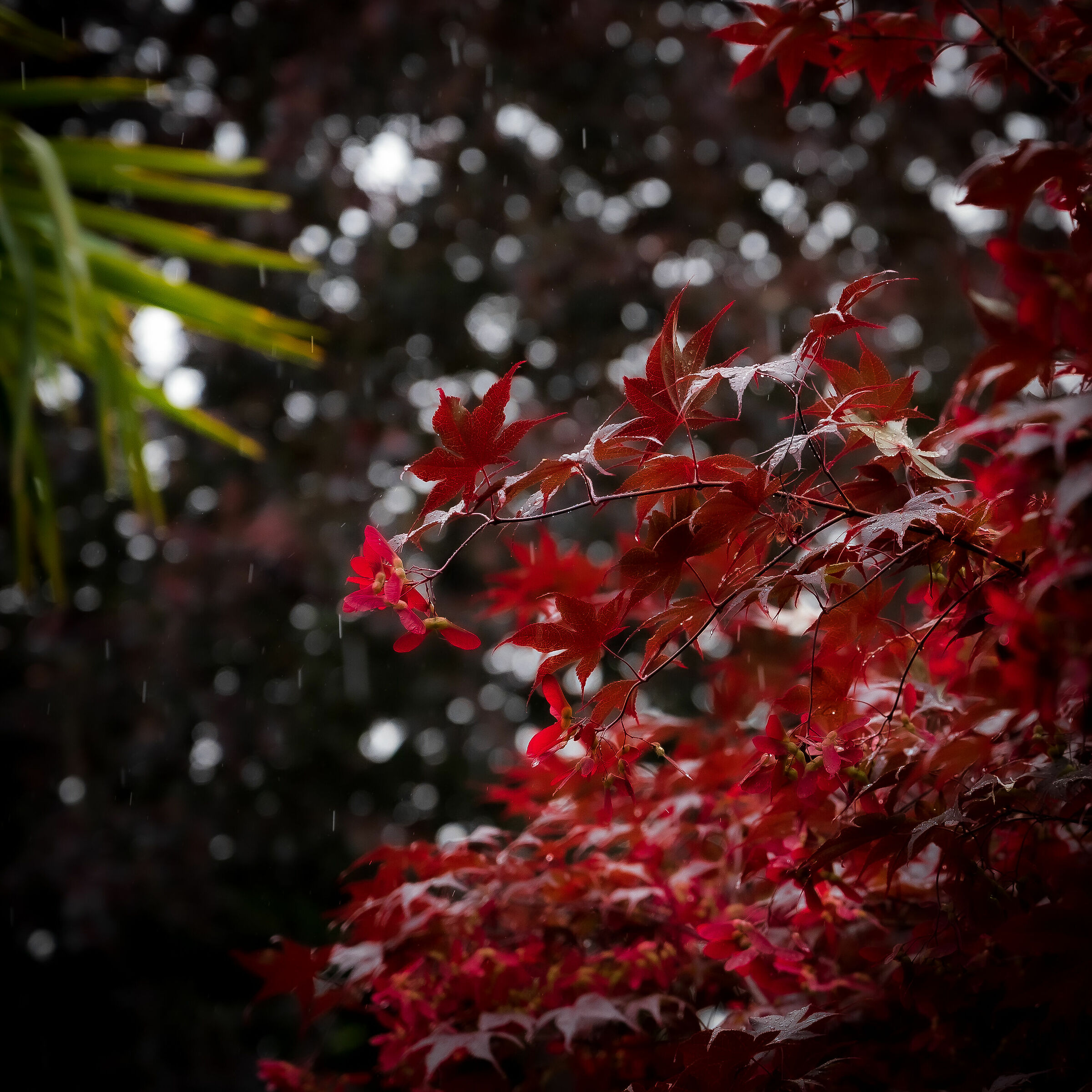 Pioggerella di primavera