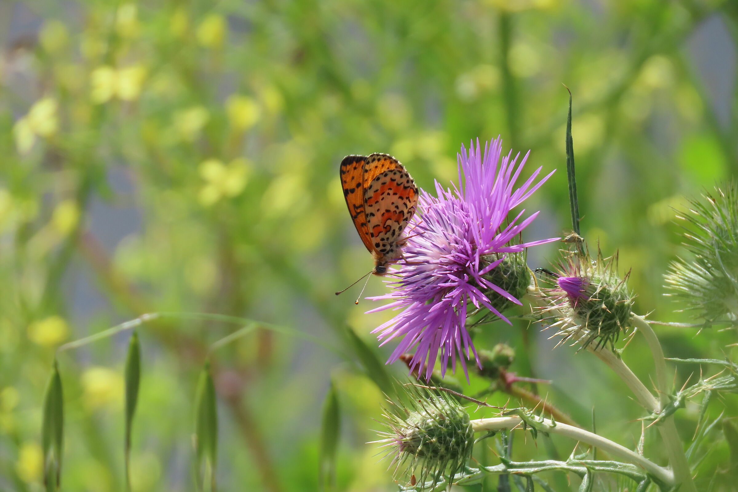 melitaea didyma