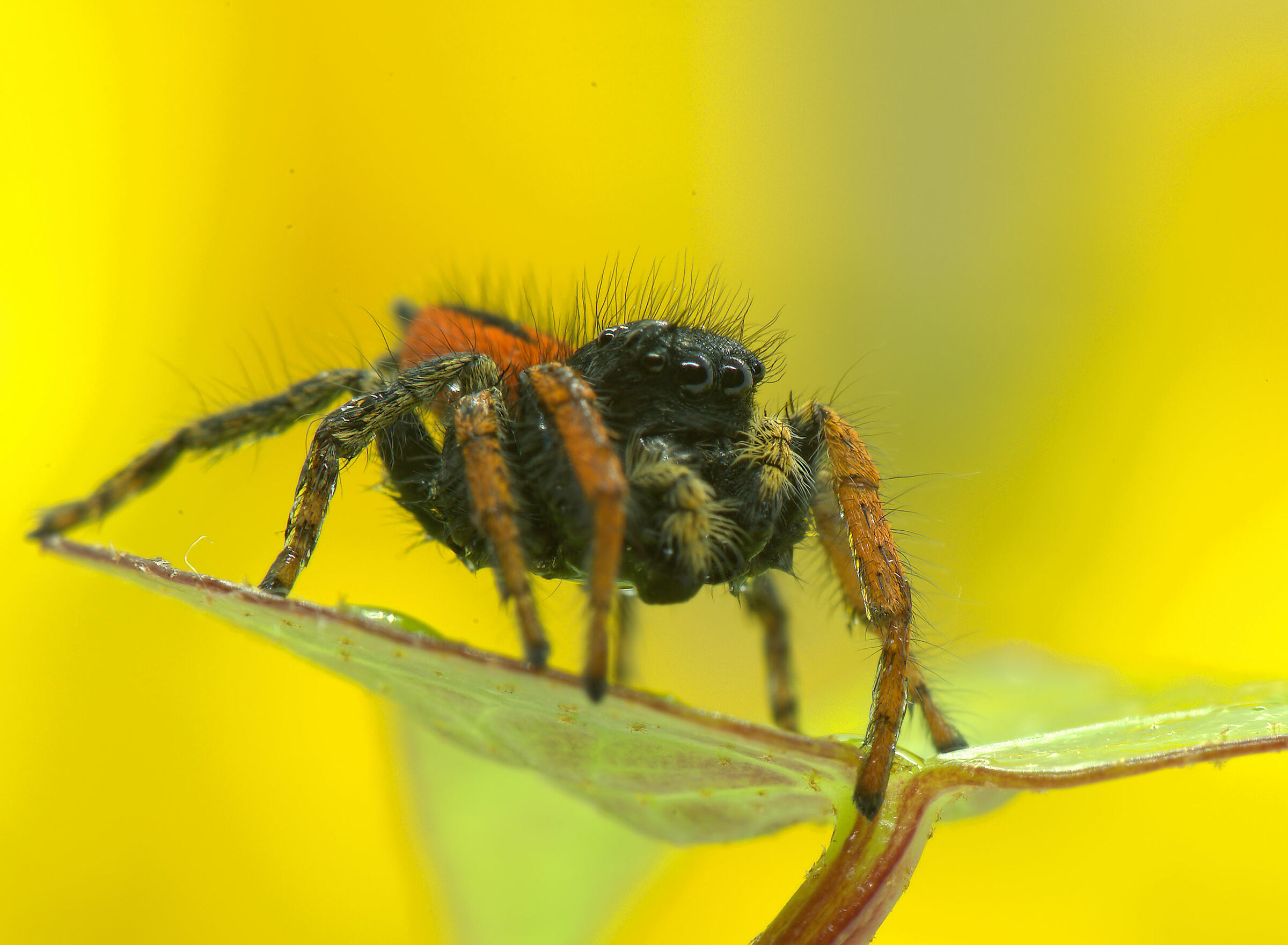 Salticidae