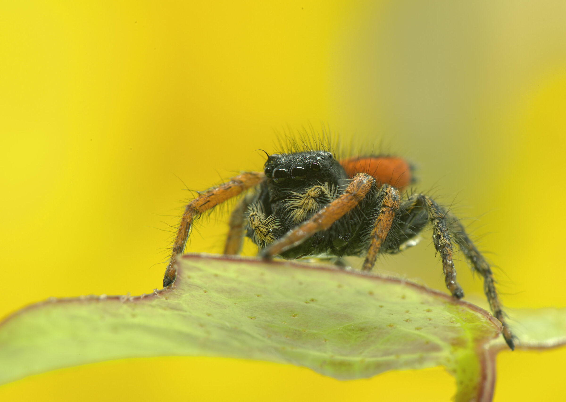 Salticidae