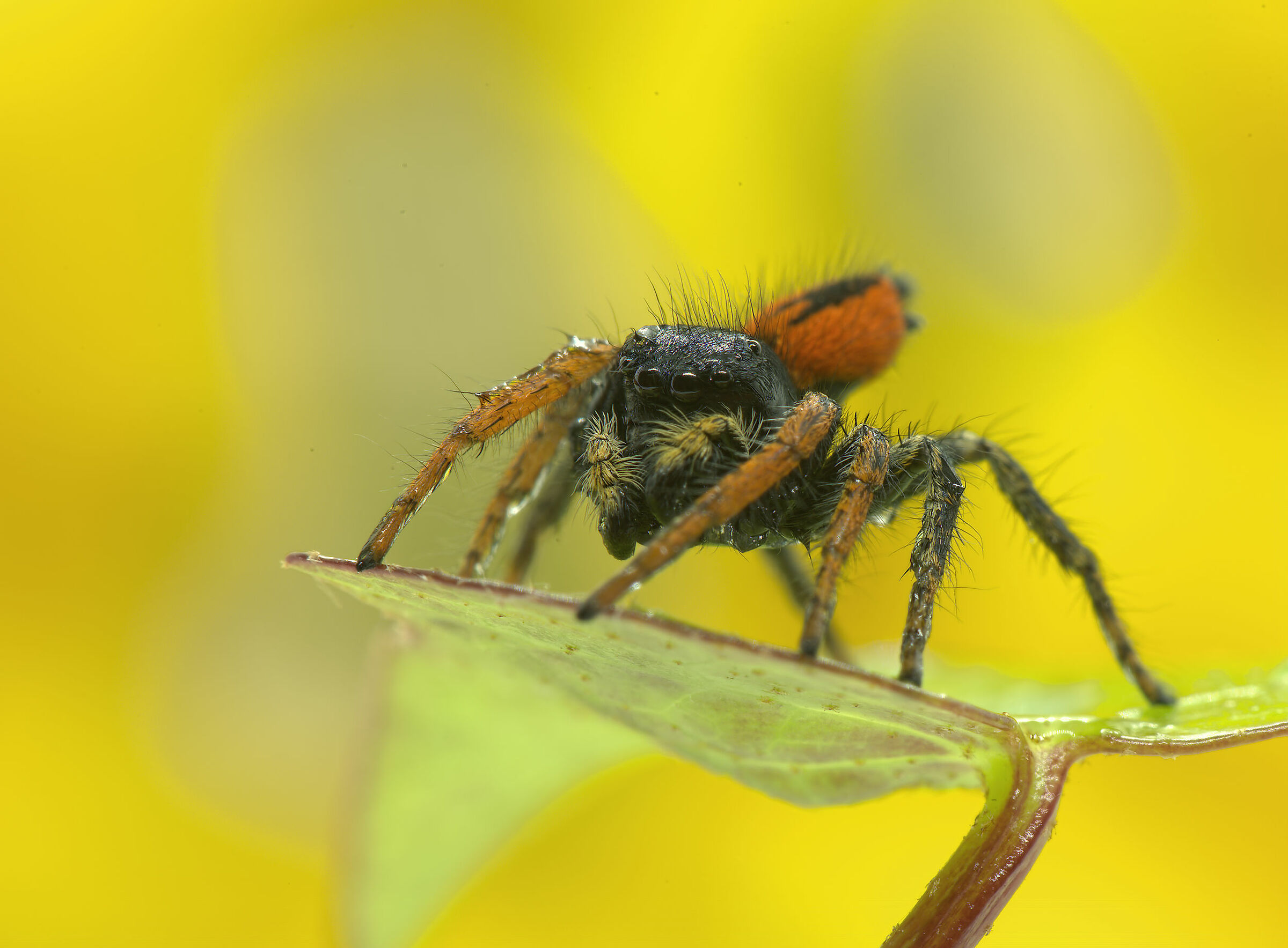 Salticidae