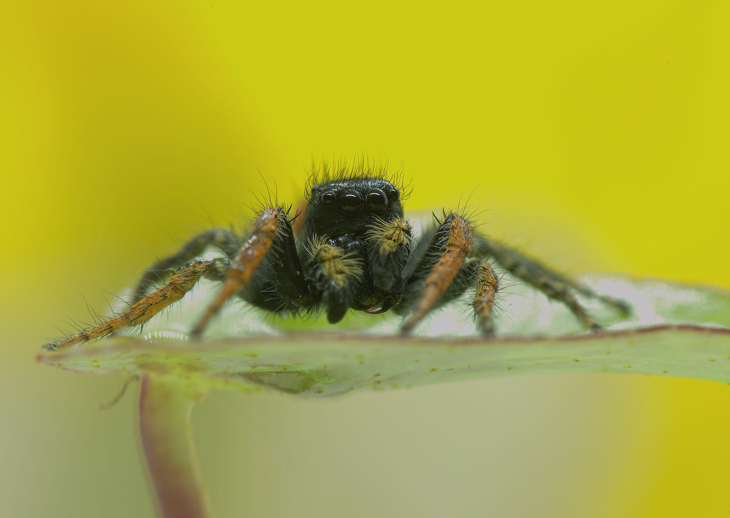 Salticidae