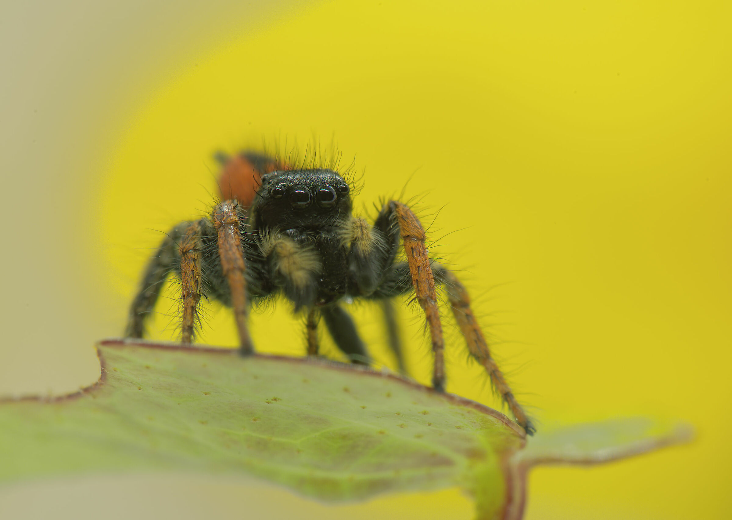 Salticidae