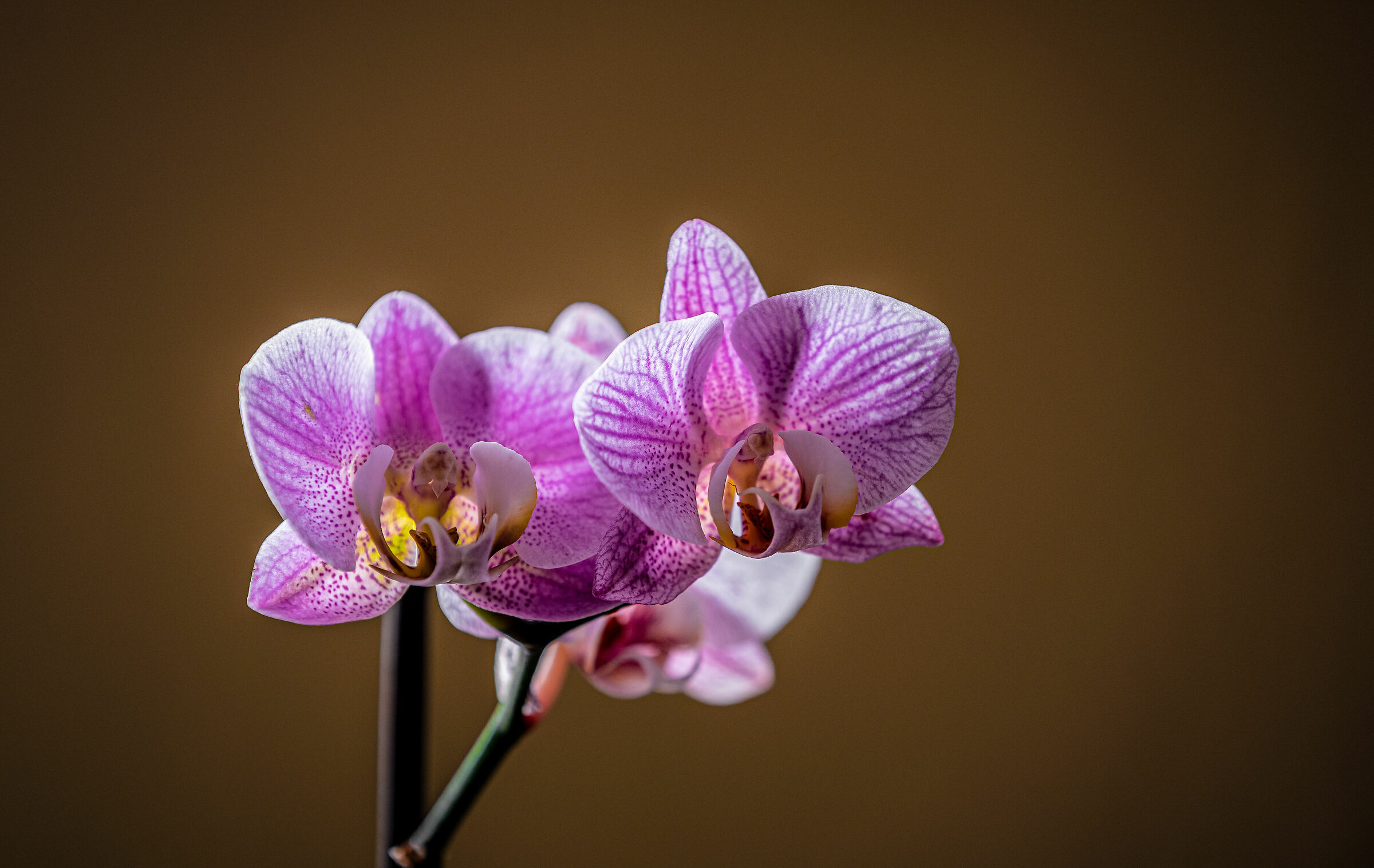 Orchidea