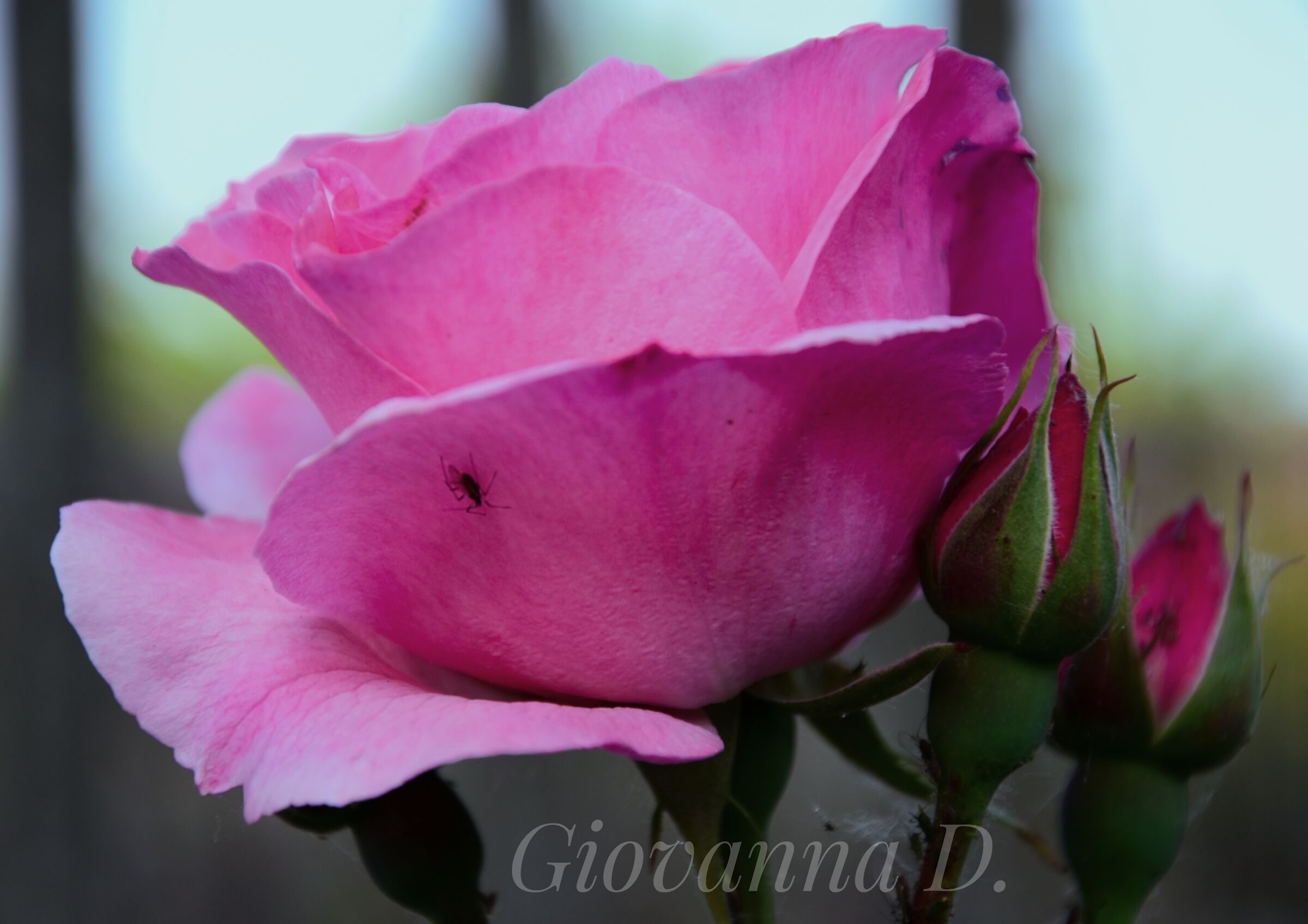 La rosa che piace a tutti