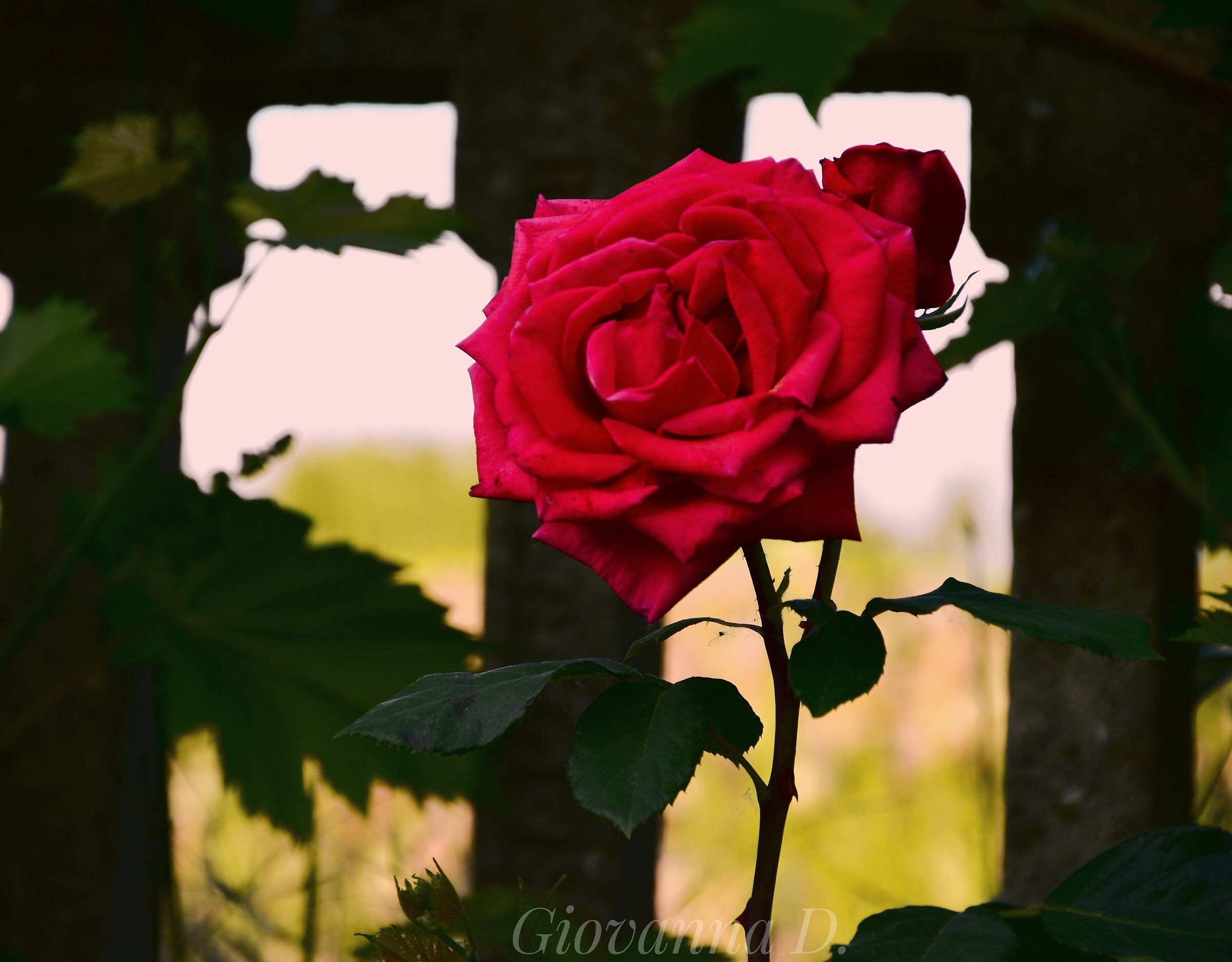 La regina delle rose