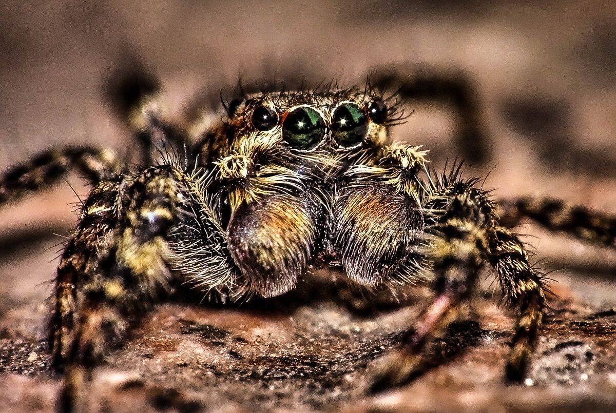 Jumping Spider