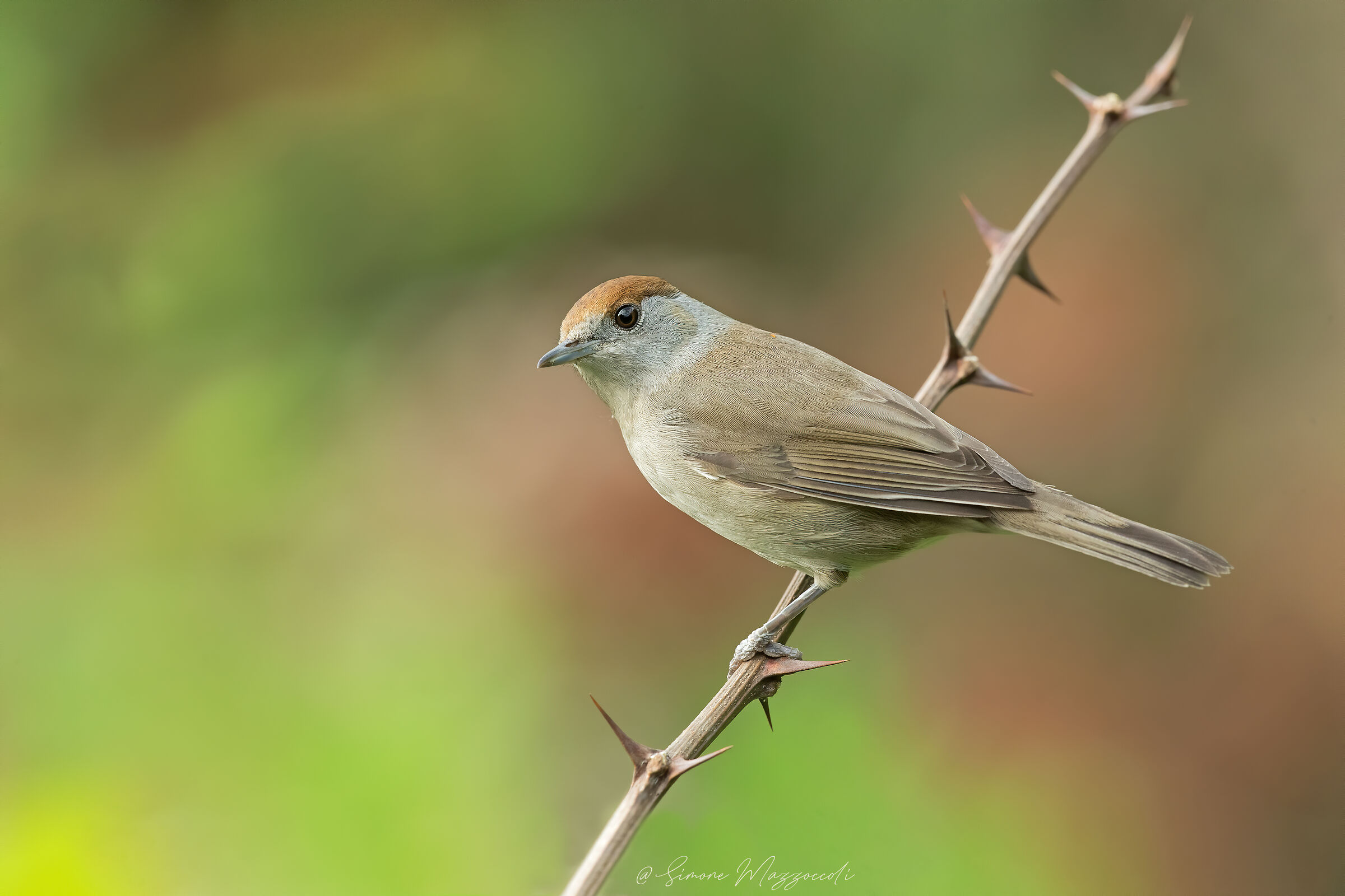 Female Capinera
