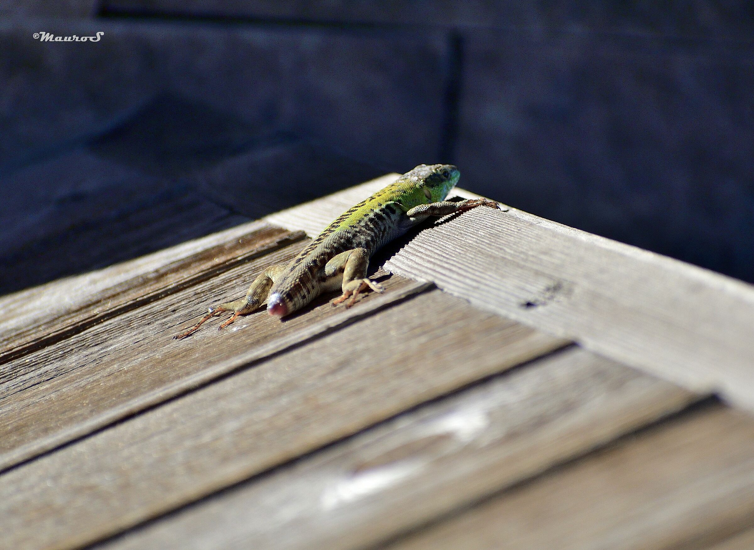 lizard tail (see next photo)
