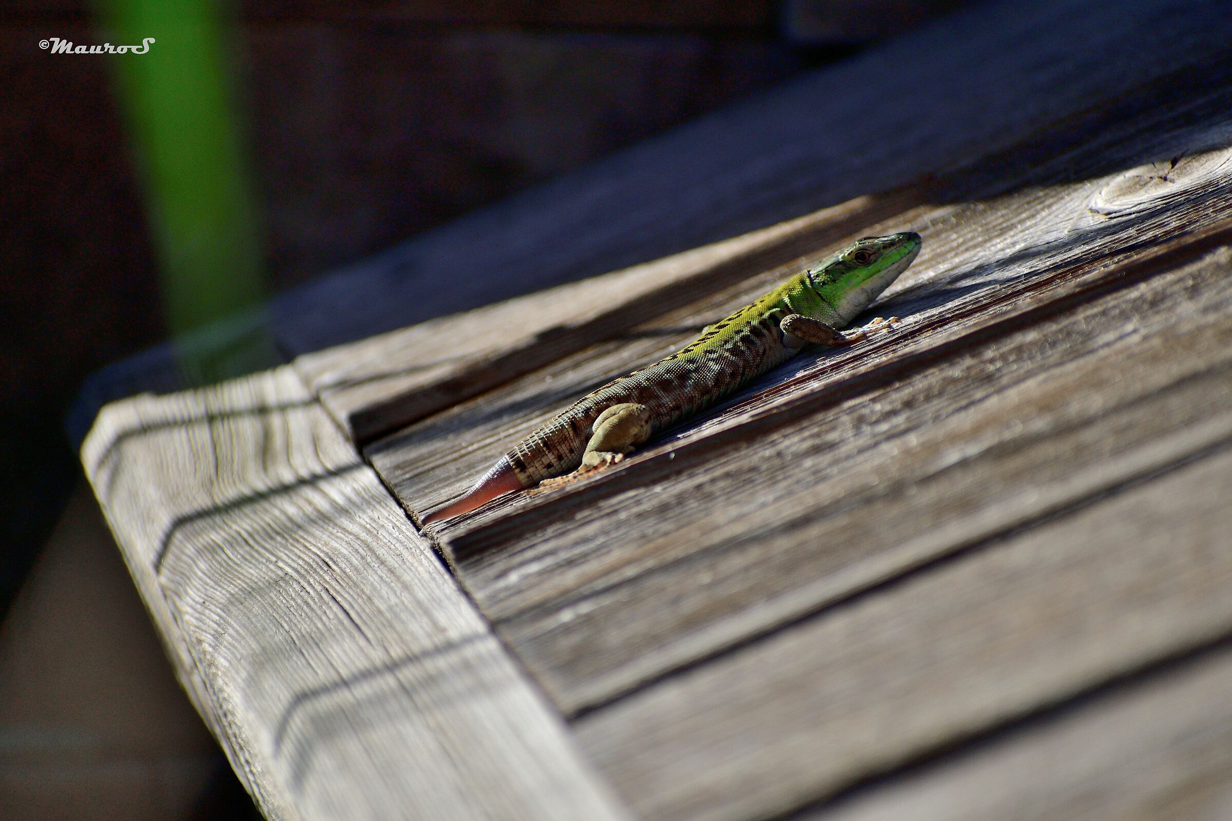 lizard's tail after a week