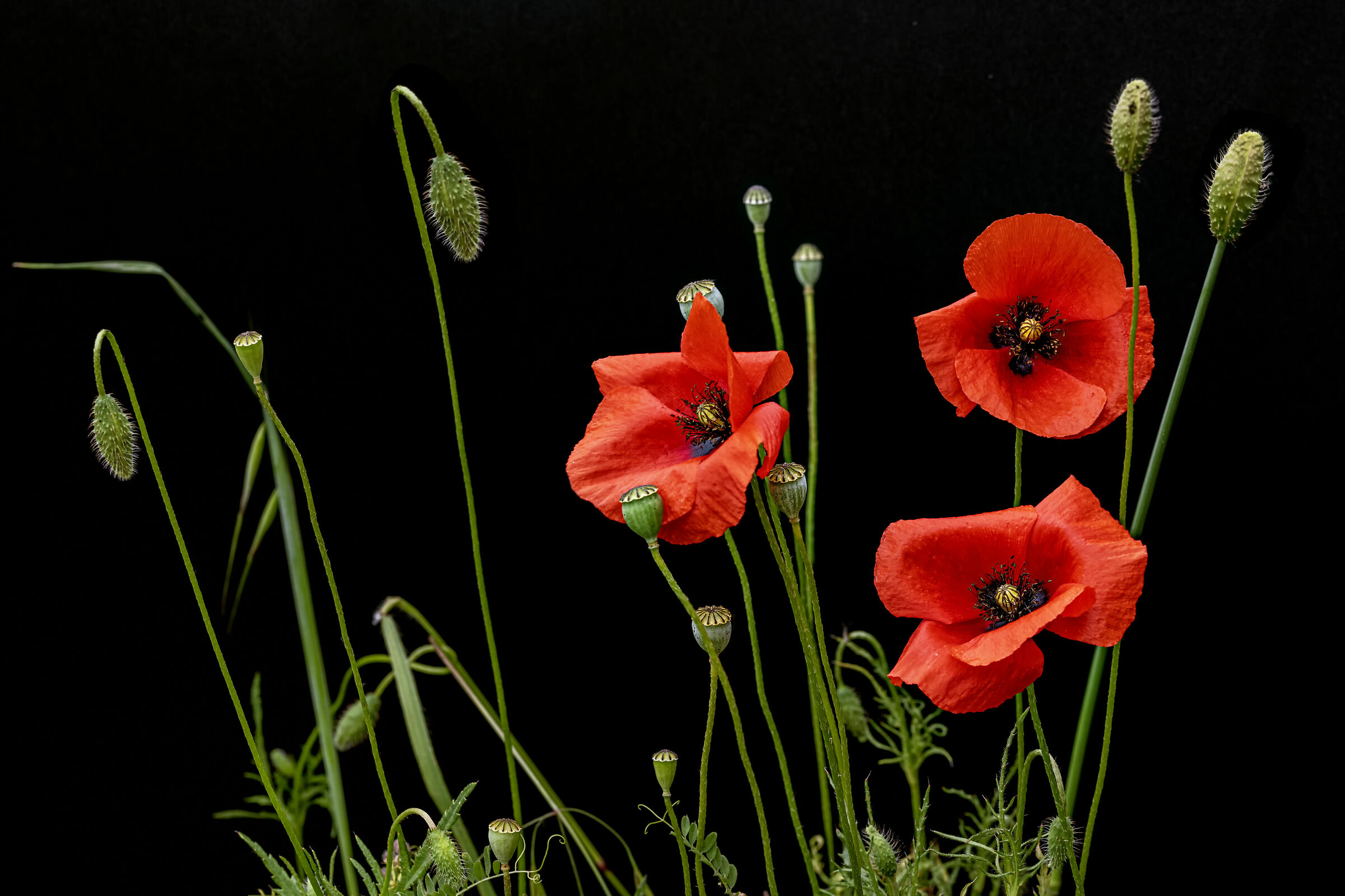 Papaveri, amapolas, poppies