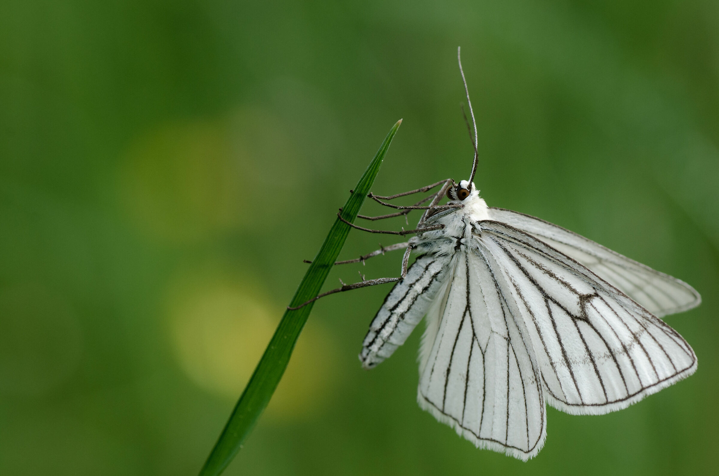Black-veined moth