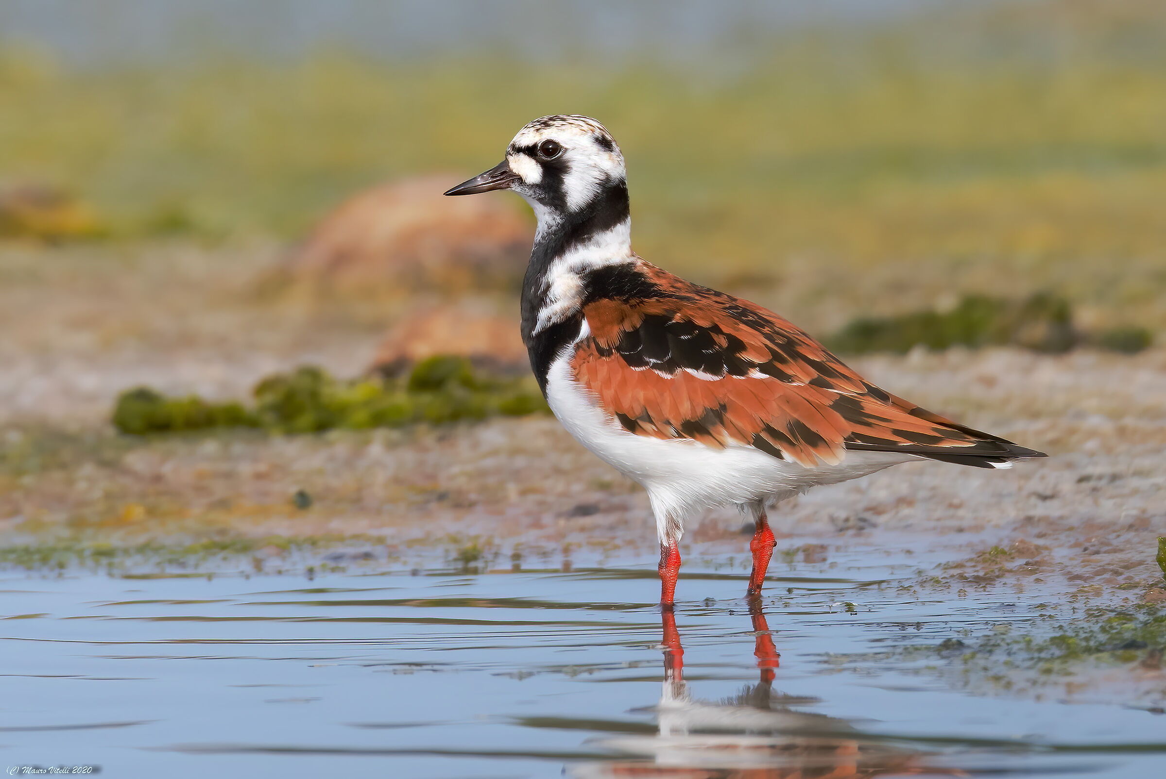 Voltapietre (Arenaria interpres)
