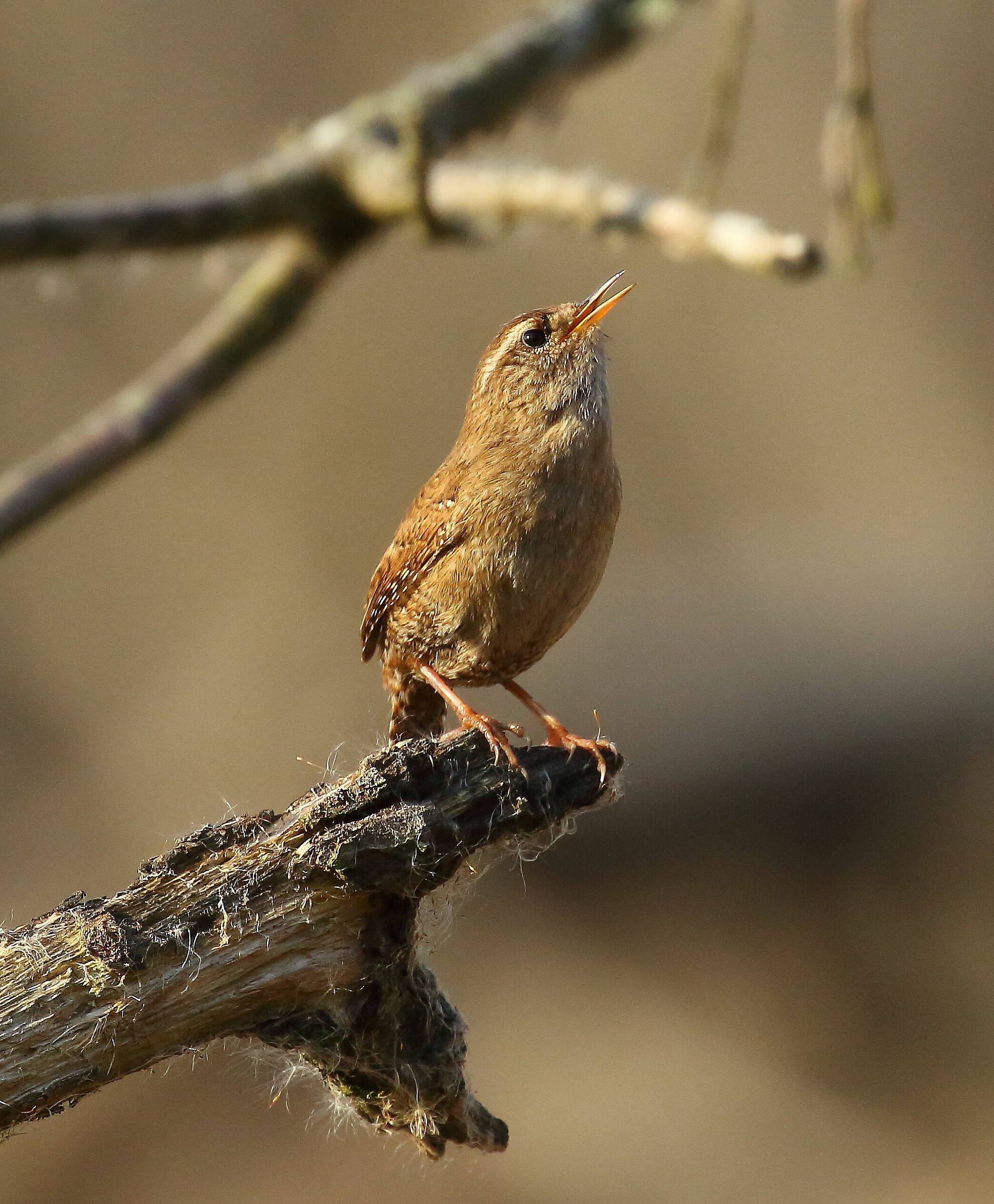 Scricciolo, canto di Primavera