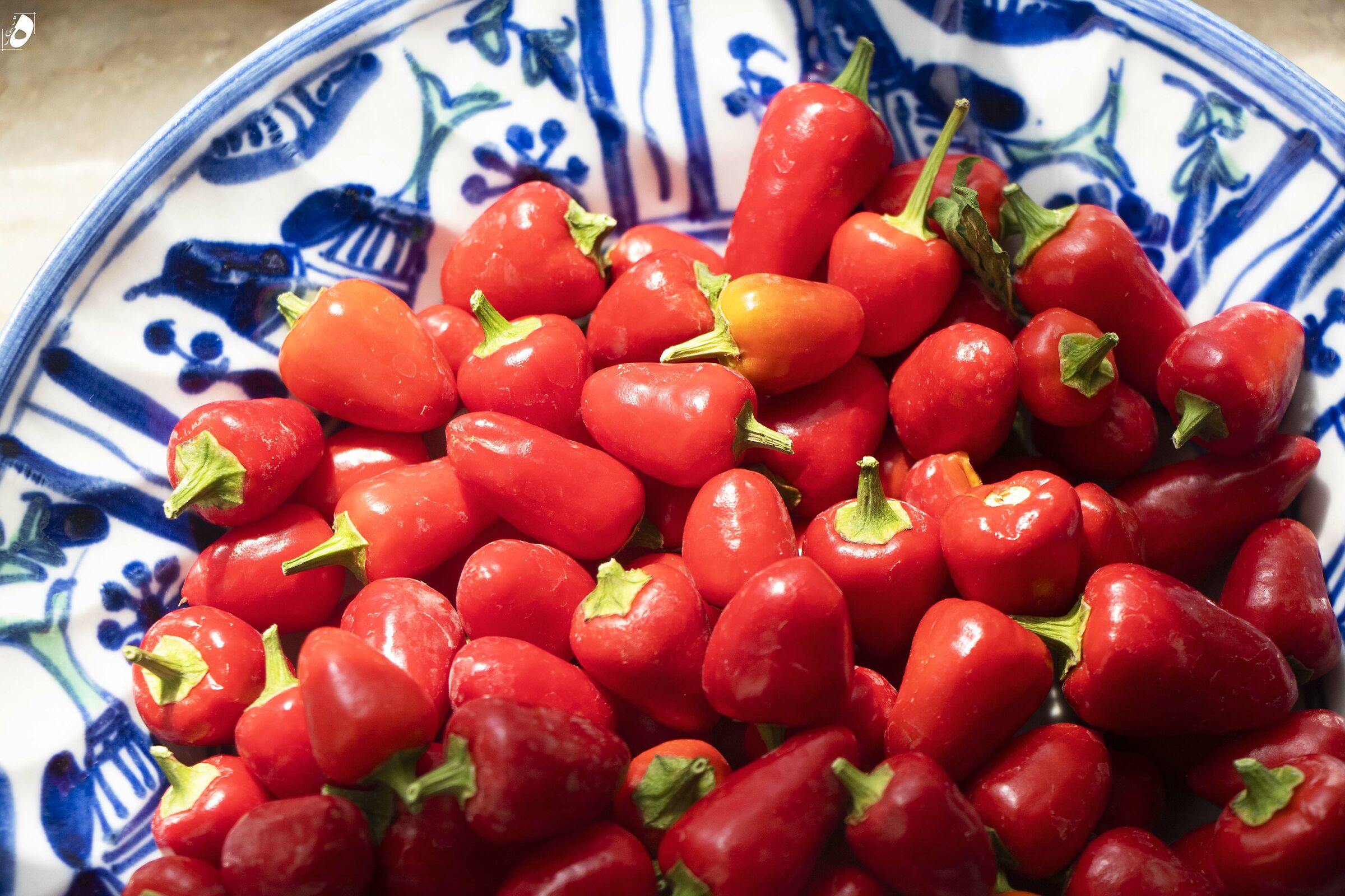 Pepe nel nostro giardino in Iran