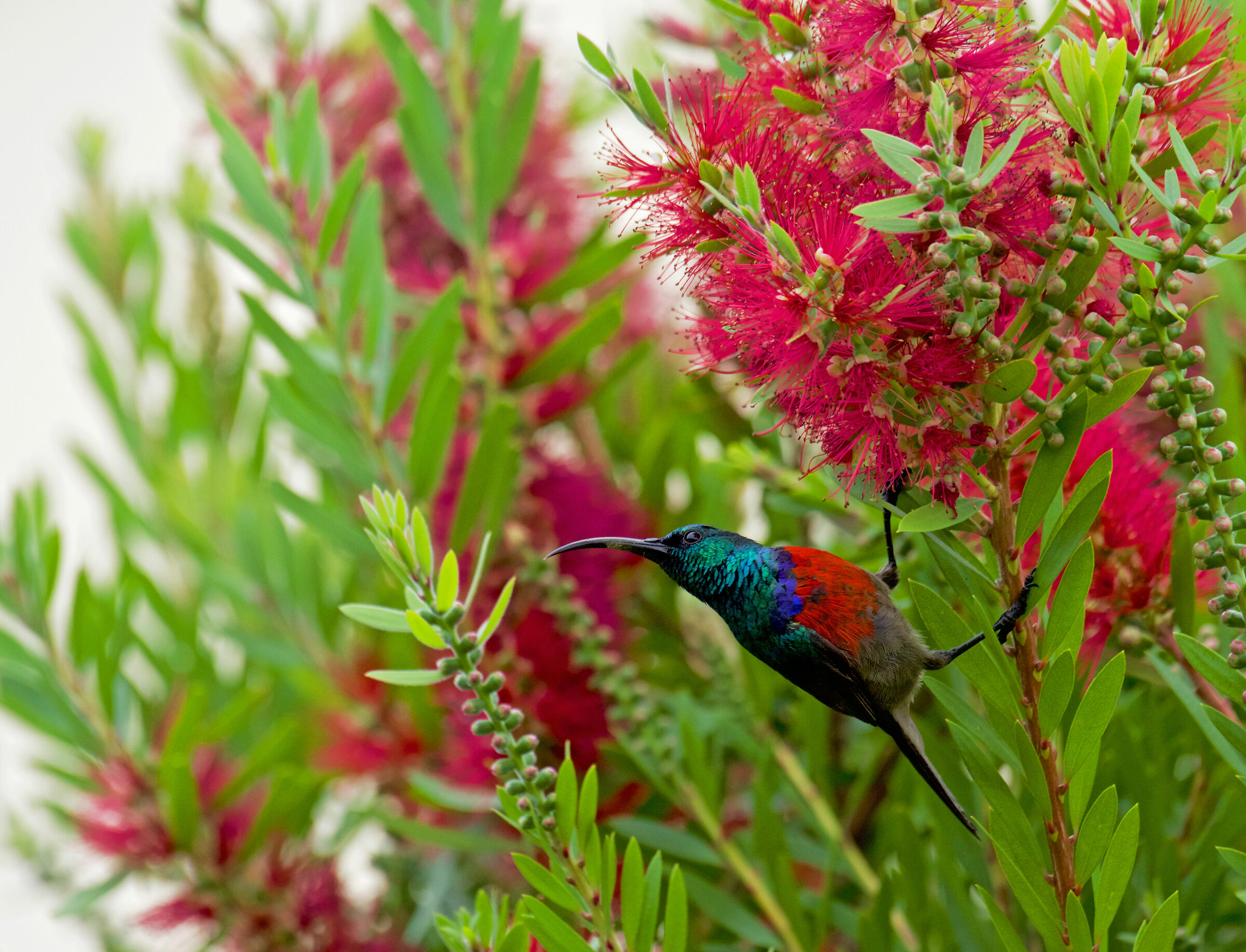 Sunbird