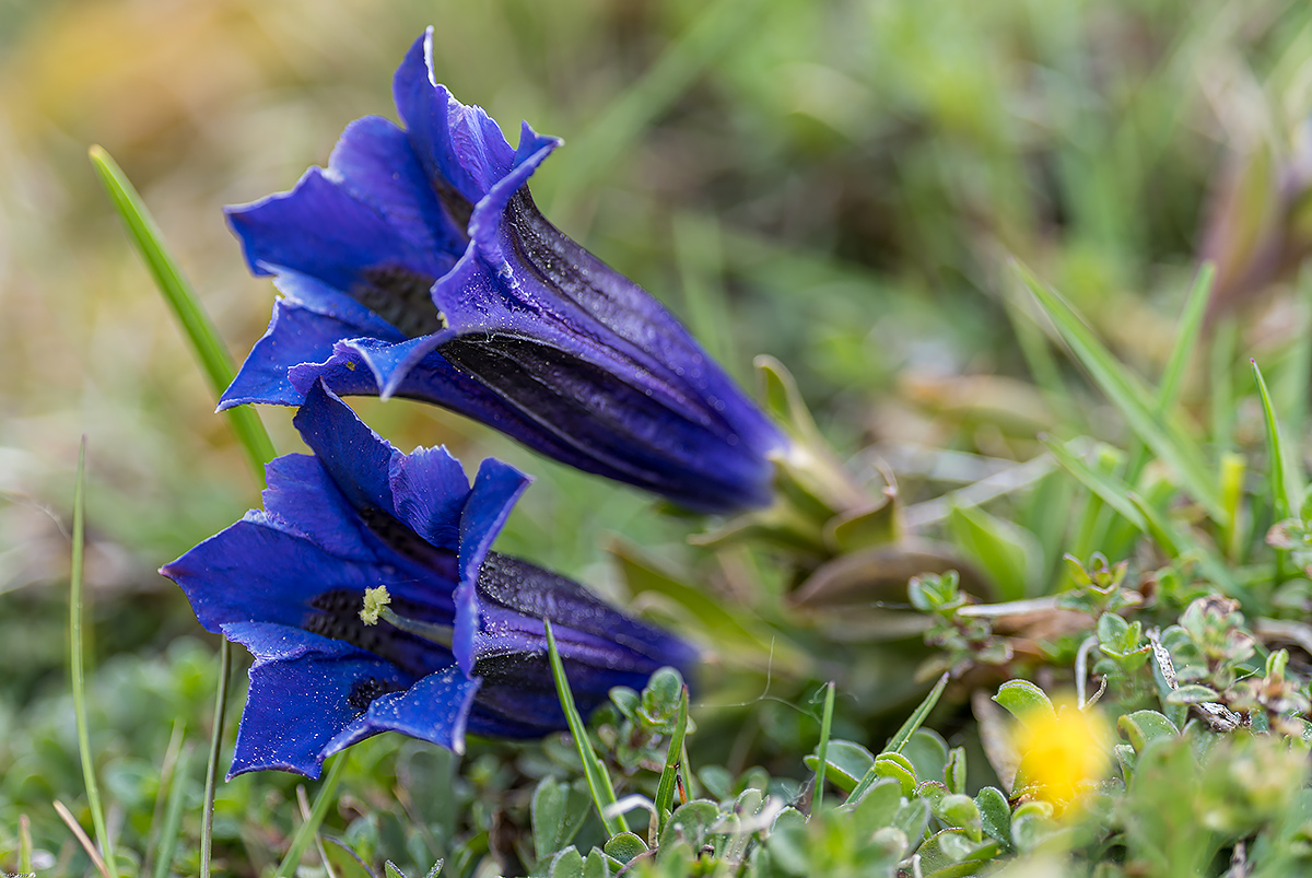 Gentian