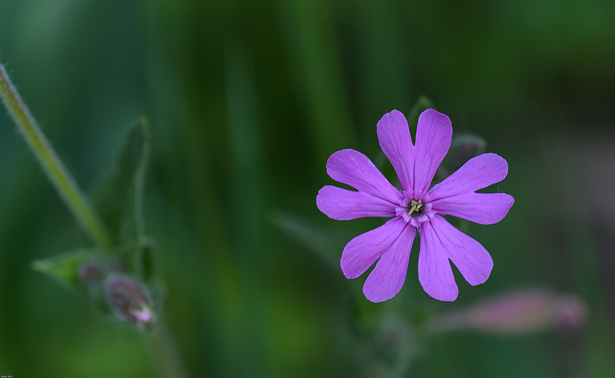 silene dioica