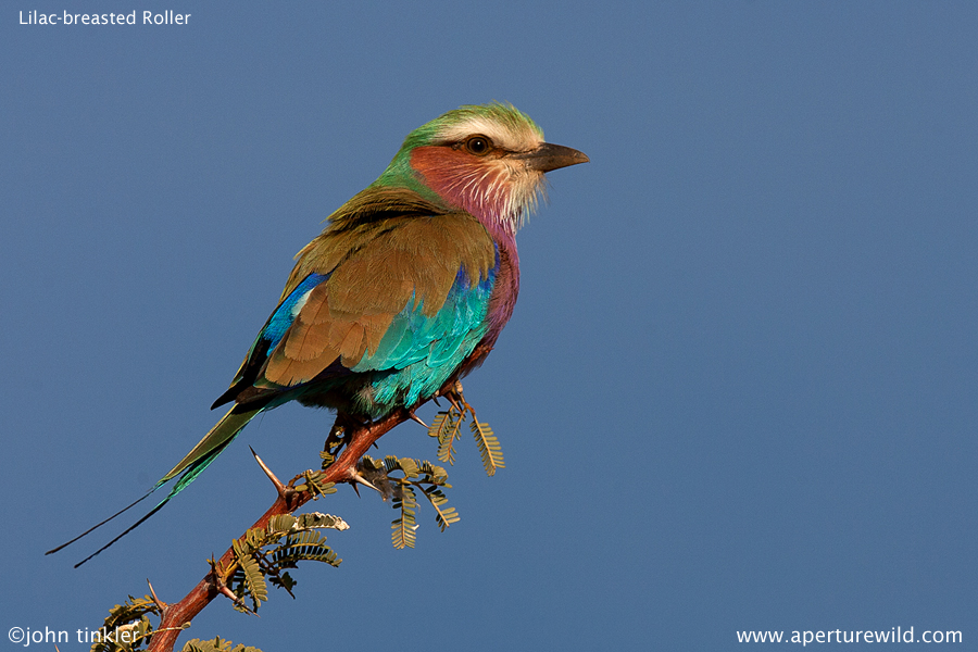 Lilac-breasted Roller common resident in savanna