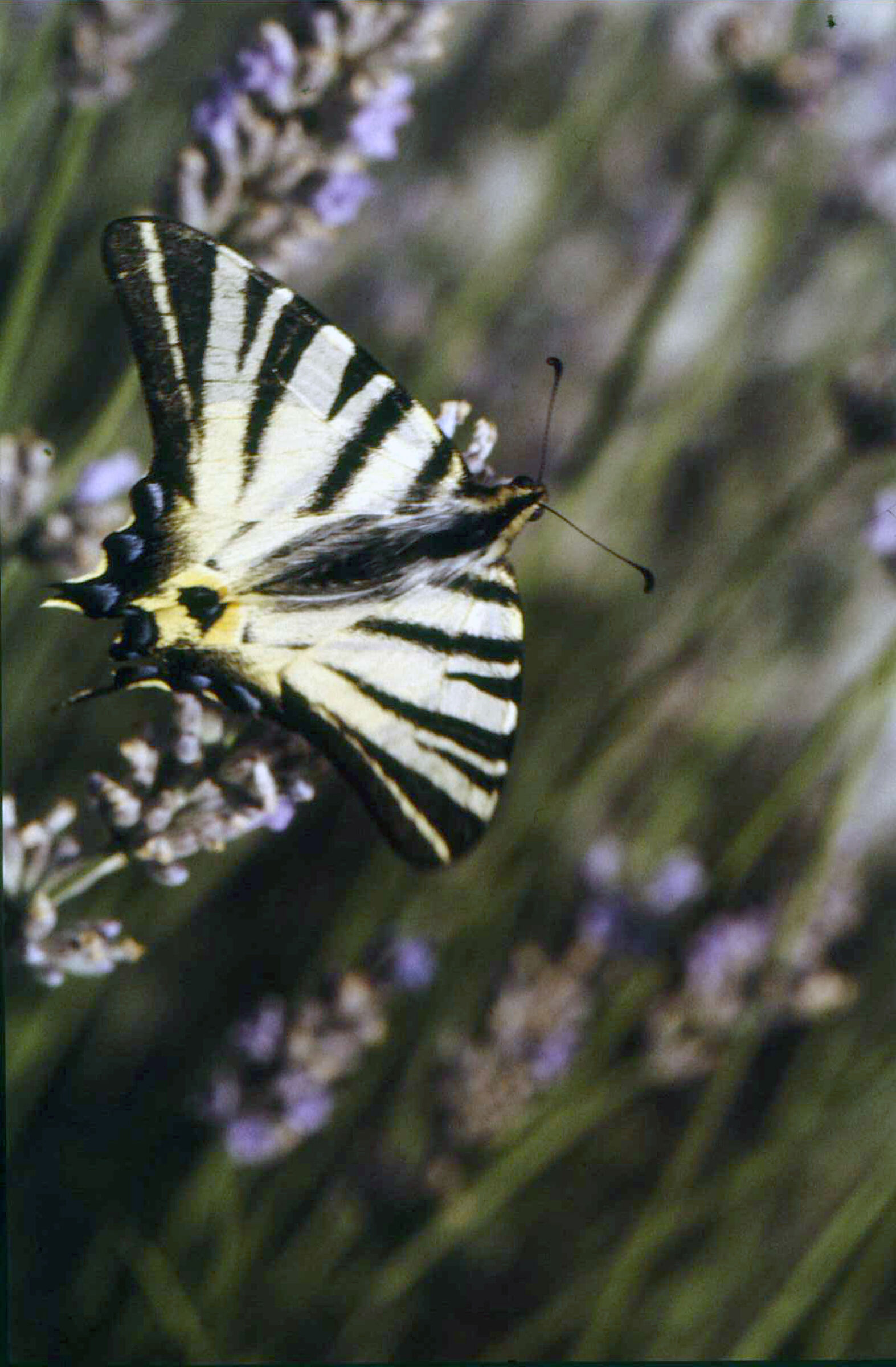 Podalirio tra i fior di lavanda