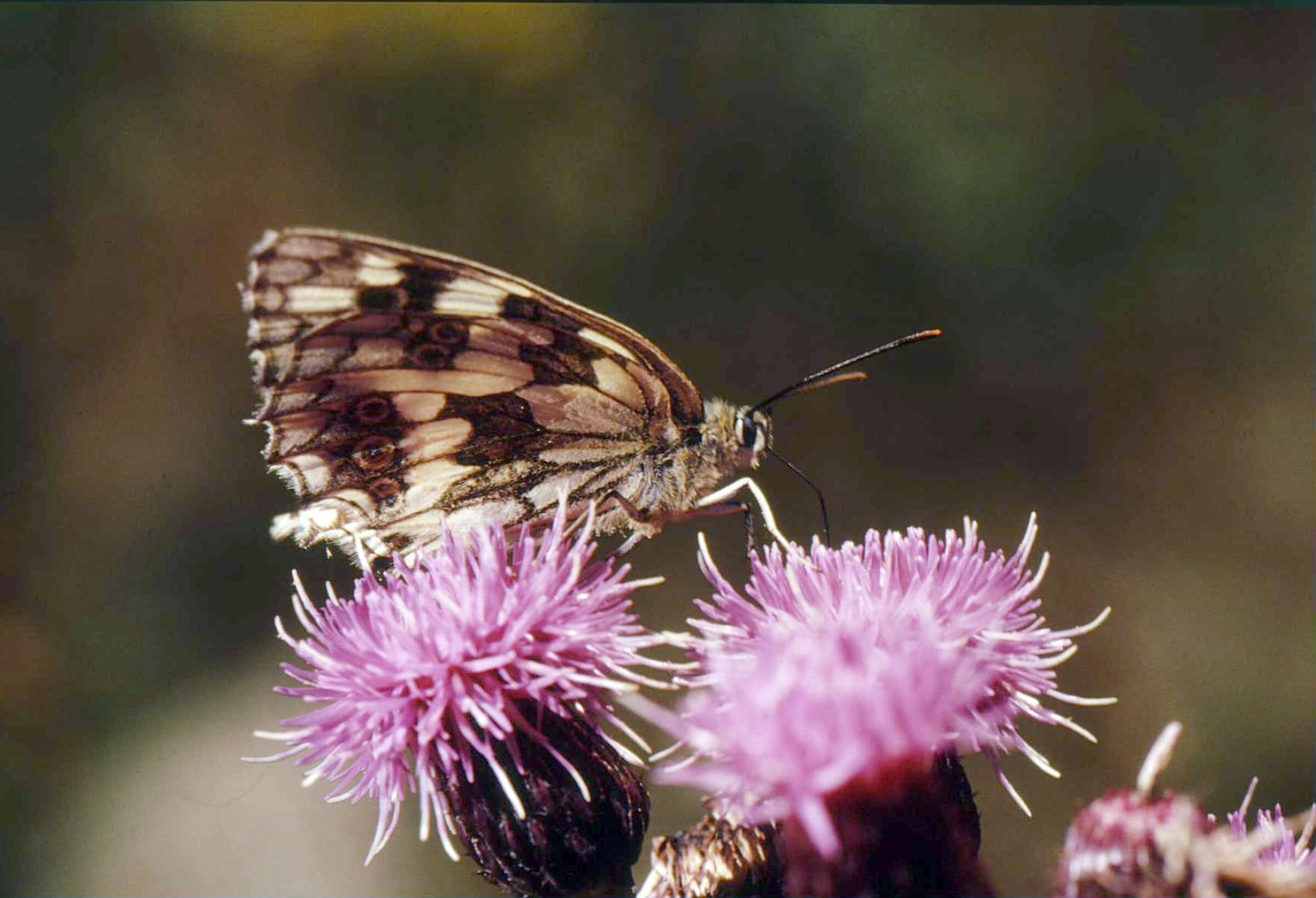 due fiori mi bastano